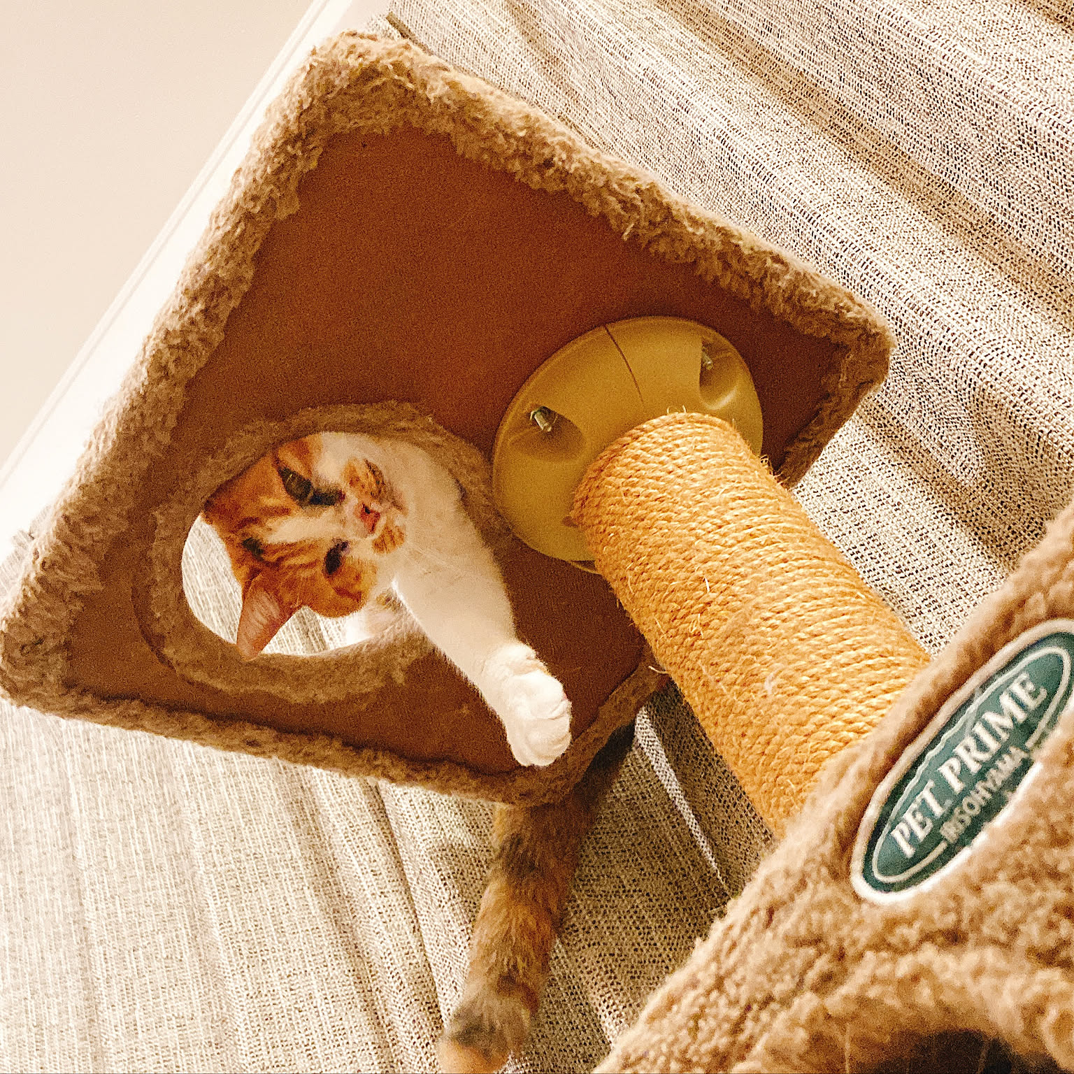 ❤仔猫もシニア猫も遊べる＆ゆったり寛げると大人気♪❤お洒落キャット