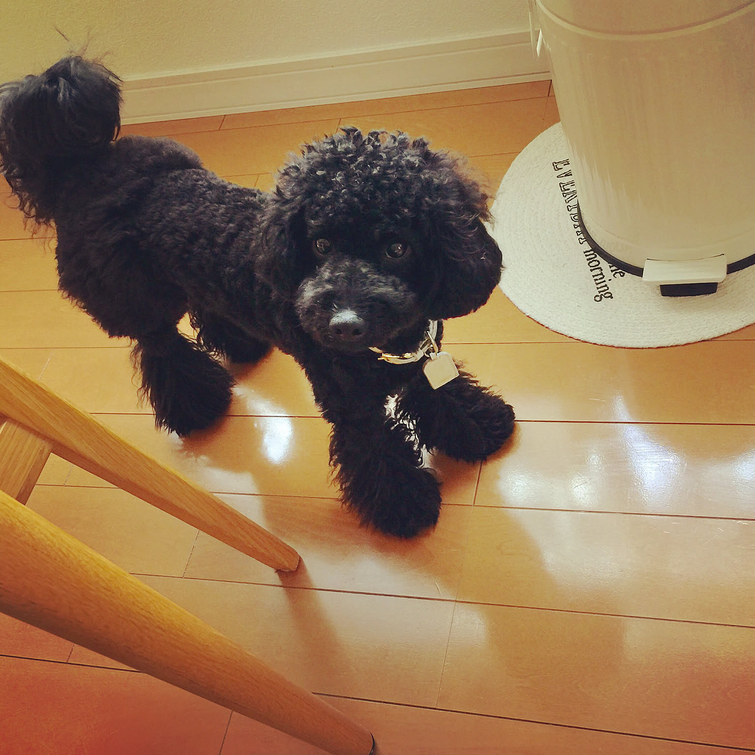 トイプードル 黒プー❤︎のインテリア実例 ｜ RoomClip（ルームクリップ）