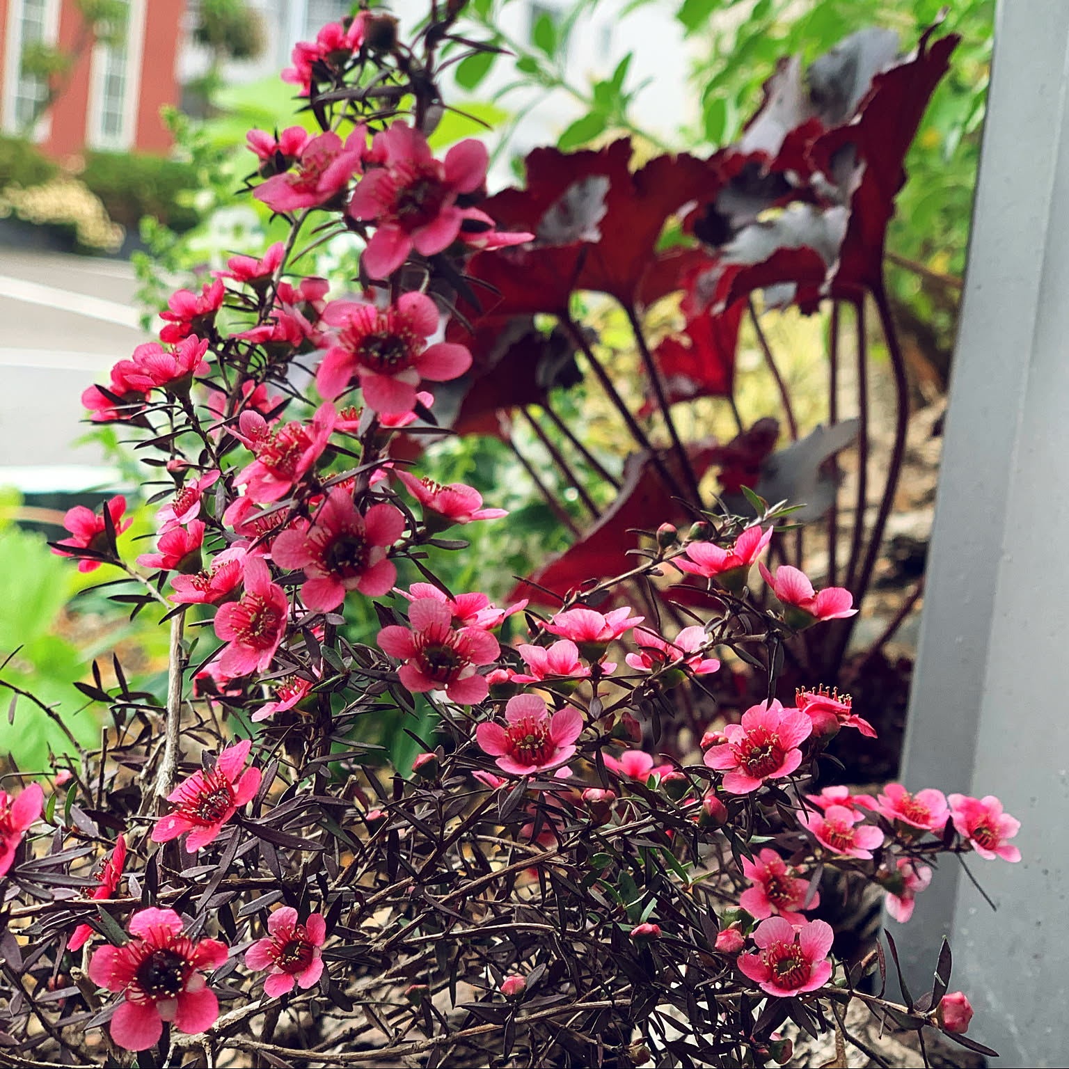 ガーデニング ギョリュウバイのおすすめ商品とおしゃれな実例