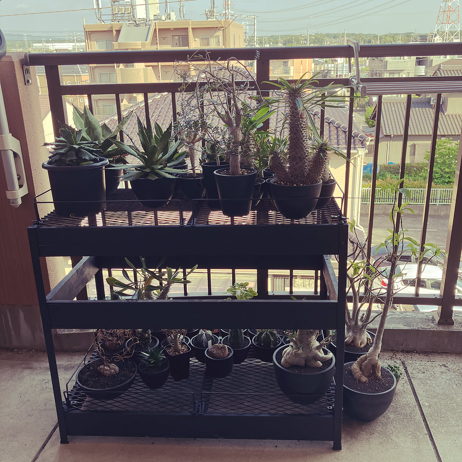 ニャオン様 植物棚オーダーページ ニャオン様 植物棚オーダーページ ニャオン様 植物棚オーダー