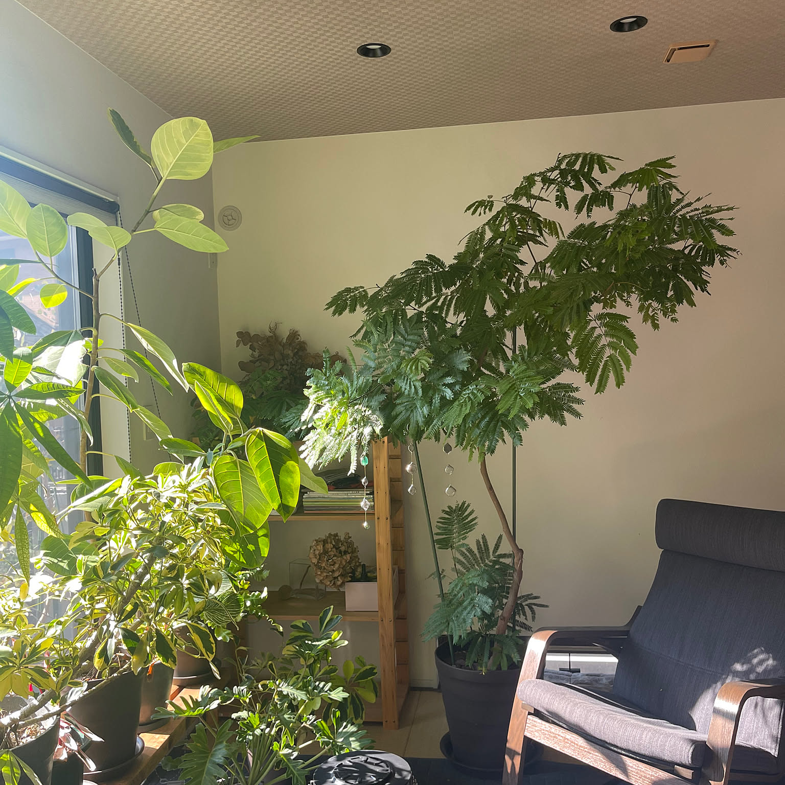 植物とインテリア大好き！レンク 観葉植物 NOのおすすめ商品とおしゃれな実例 ｜ RoomClip