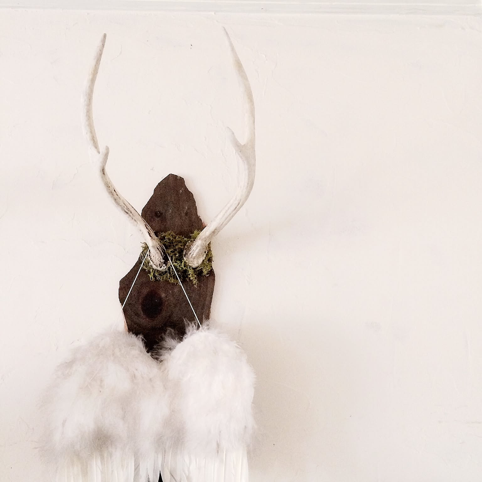 鹿角　壁掛け　ハンティングトロフィー　名勝耶馬渓産　鹿の角　有害鳥獣 鹿角 壁掛け ハンティングトロフィー 名勝耶馬渓産 鹿の角 有害鳥獣