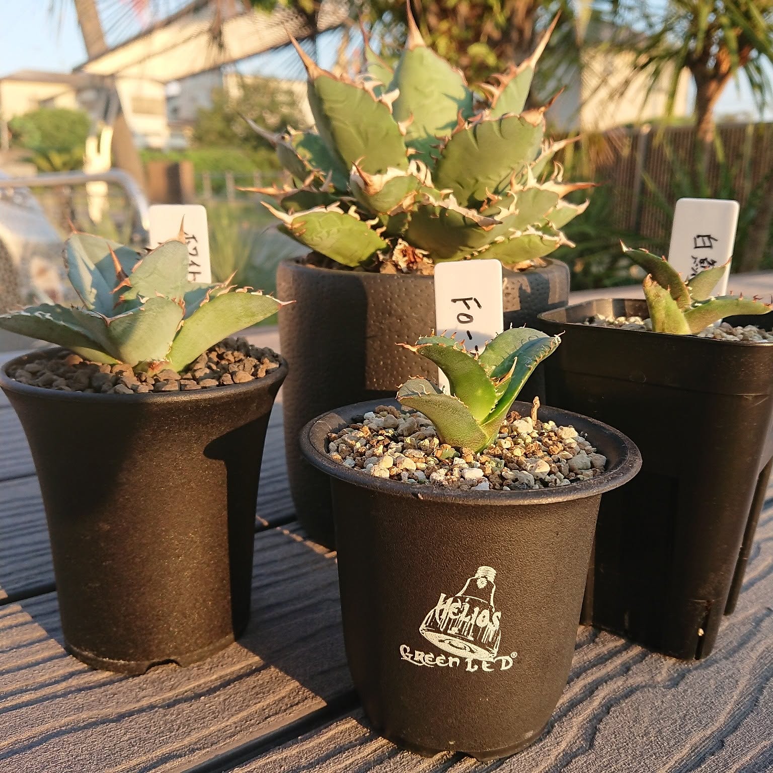 ①ミニ植物棚 卓上植物棚 アガベ シーザー ハデス パキプス グラキリス