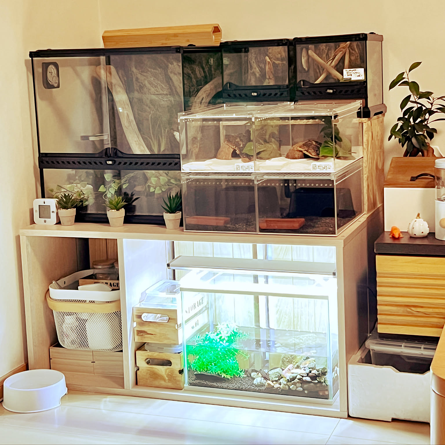 2024人気No.1の IKEA 爬虫類のインテリア実例 RoomClip（ルームクリップ） ｜ 温室・飼育ケース