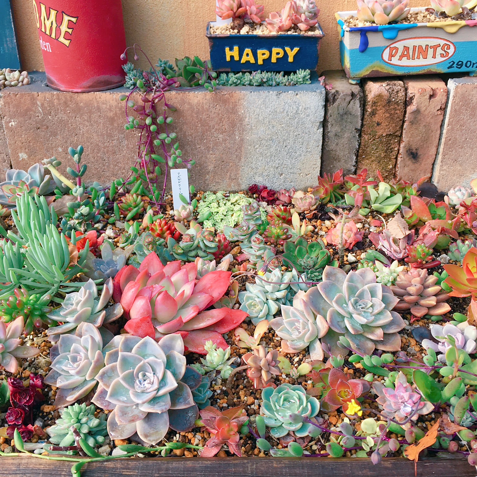 SOLD♡ 多肉寄植え みちみち多肉ミニガーデン rouge in スタバ SOLD