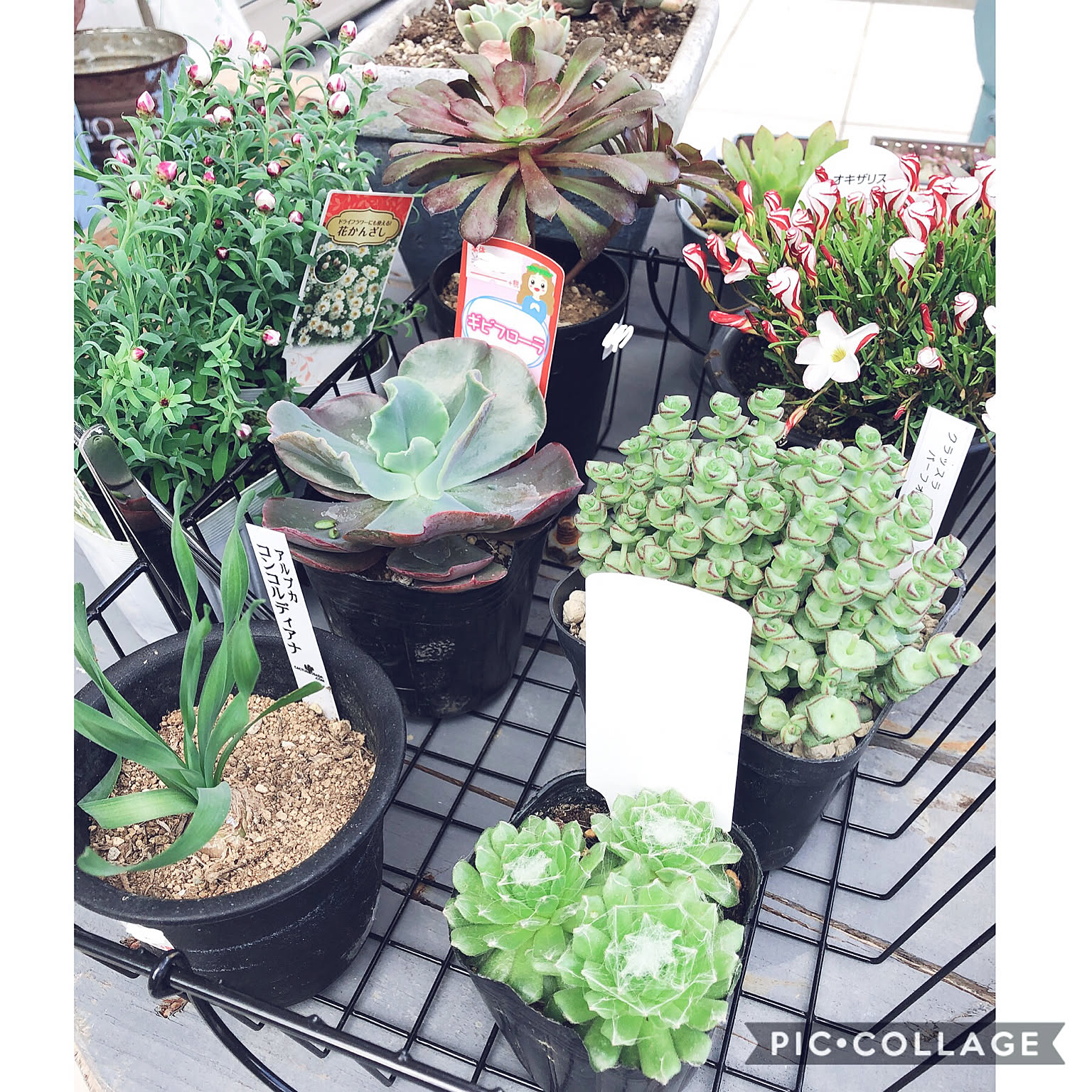 Top【選抜株】多肉植物　25472アエオニウム　コッパーポット　20個　鉢無し アエオニウム 'カッパーケトル' – Surreal Succulents