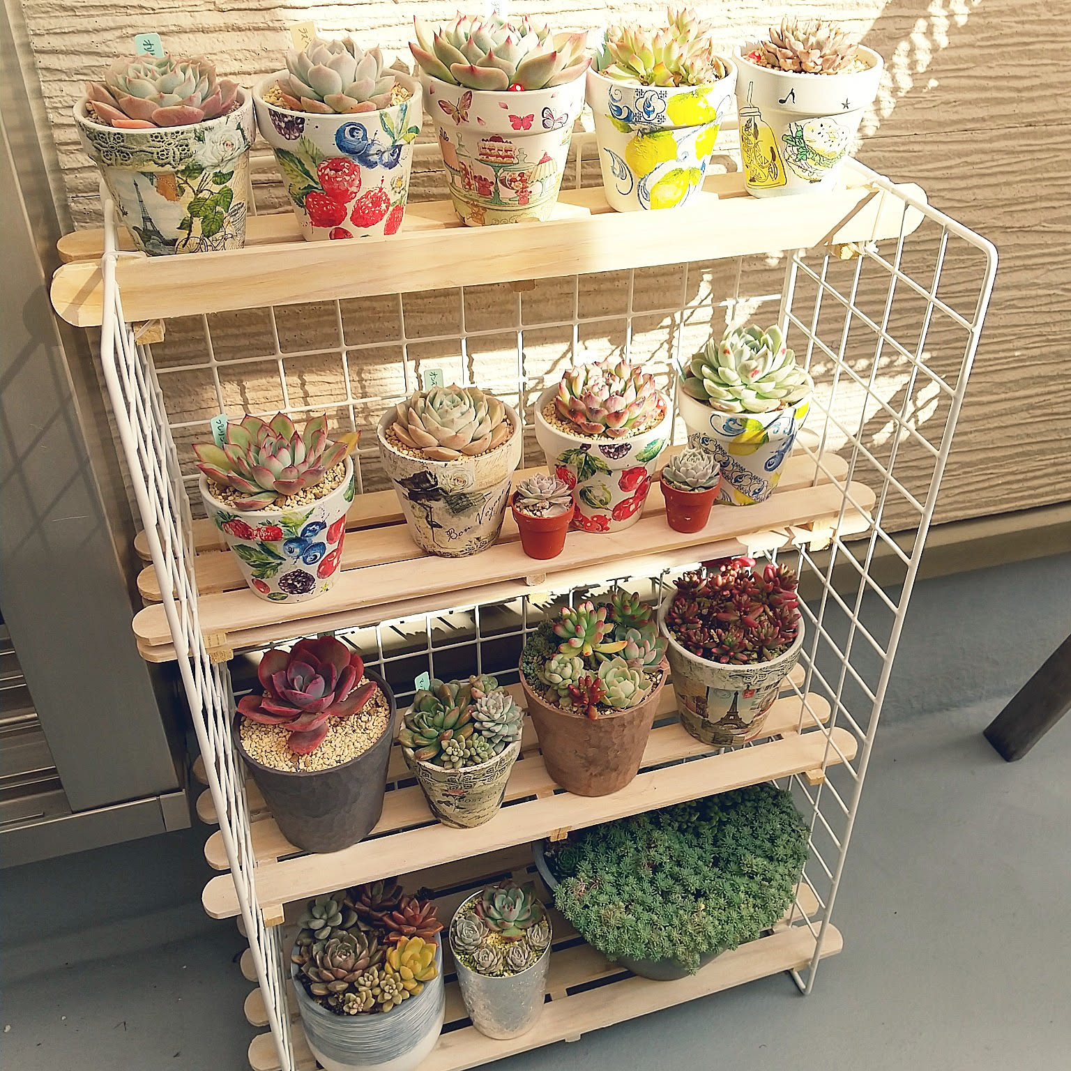 部屋全体/多肉植物/多肉棚/DIY/百均などのインテリア実例