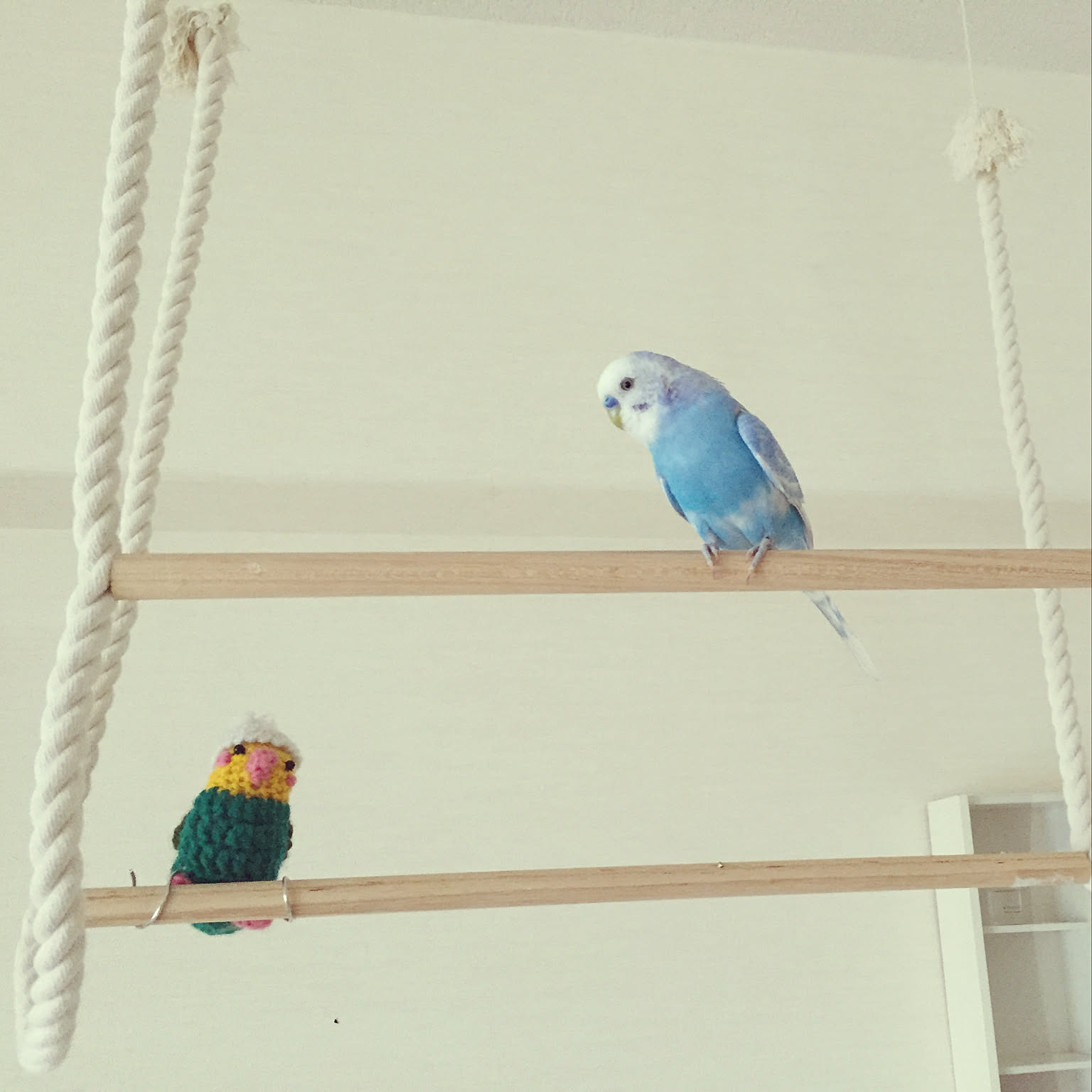 セキセイインコ 編みぐるみのおすすめ商品とおしゃれな実例