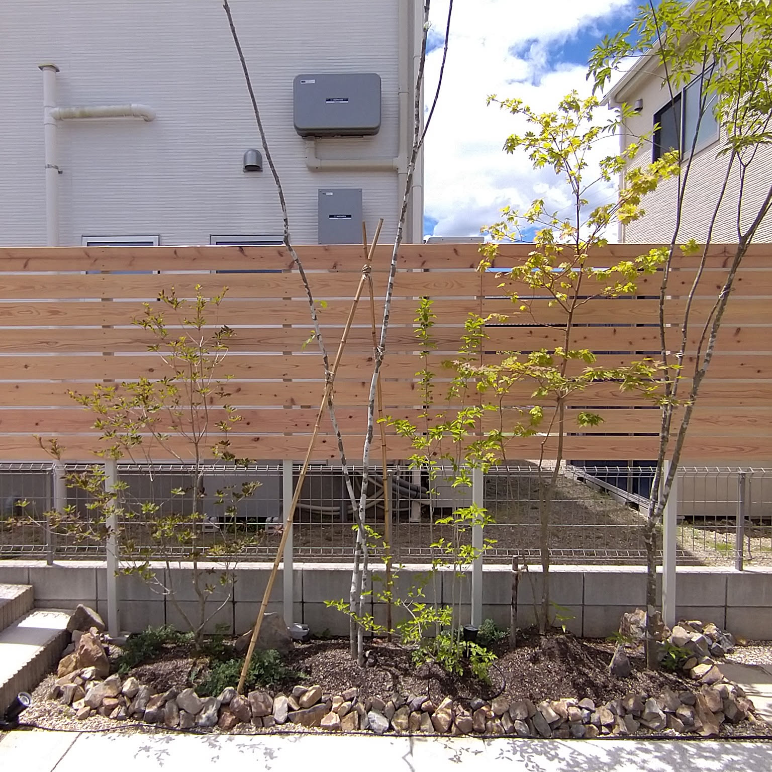 風情抜群。アオダモとコハウチワカエデ。 風情抜群。アオダモとコハウチワカエデ。