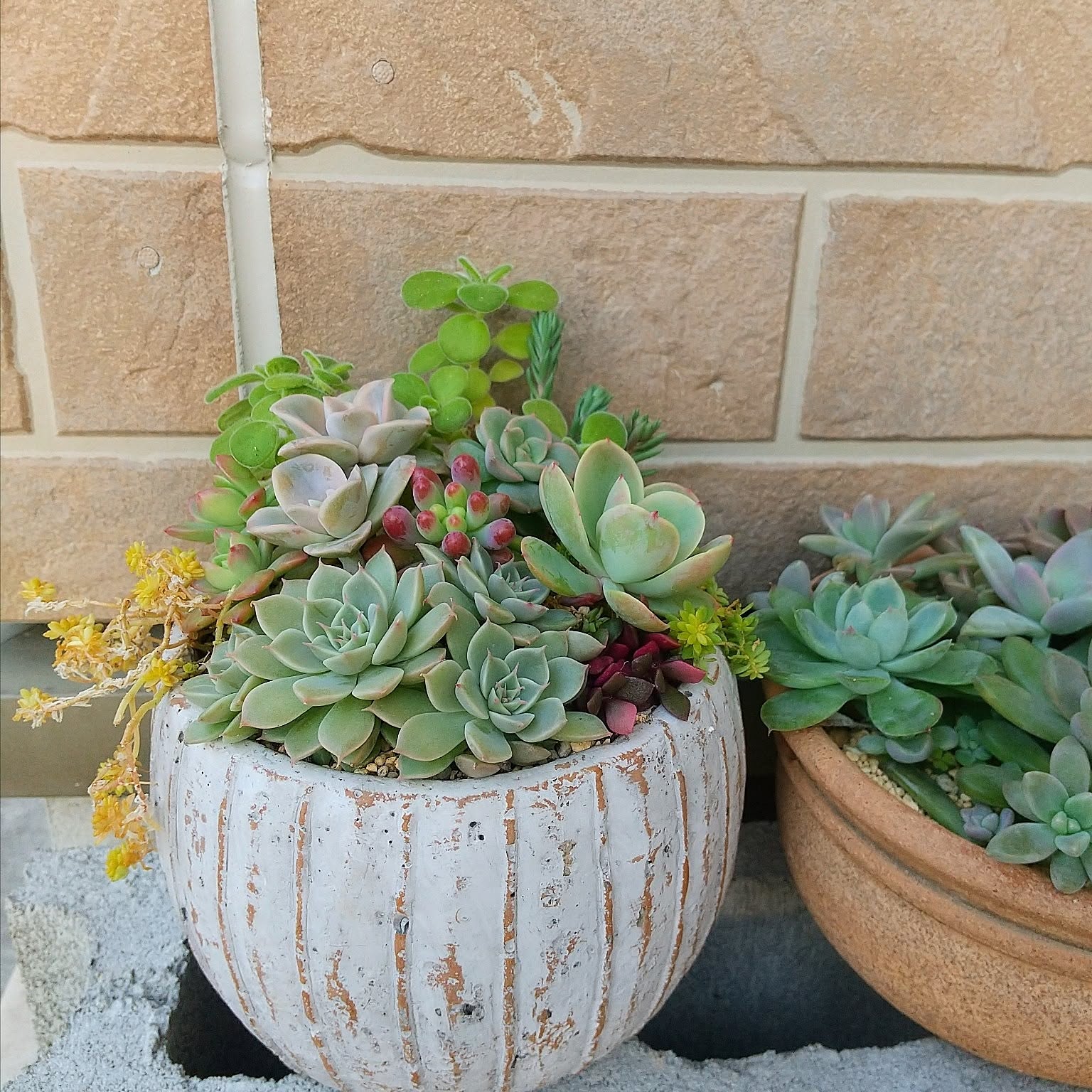 寄せ植え ラブリーローズのインテリア実例 ｜ RoomClip（ルームクリップ）