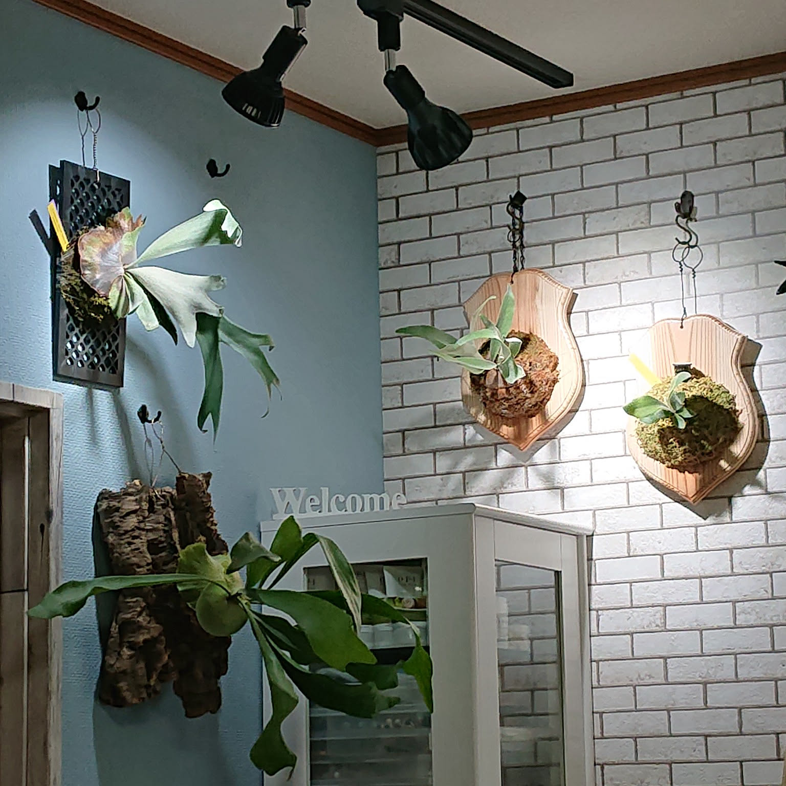 大型 ビカクシダ ウィリンキー コルク 板付け インテリア 低 価格フラワー・ガーデニング - や*こ様 大型 ビカクシダ