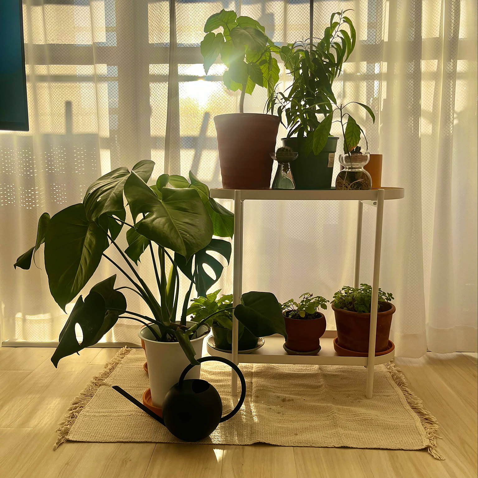 モンステラ テラコッタ鉢のおすすめ商品とおしゃれな実例 ｜ RoomClip 