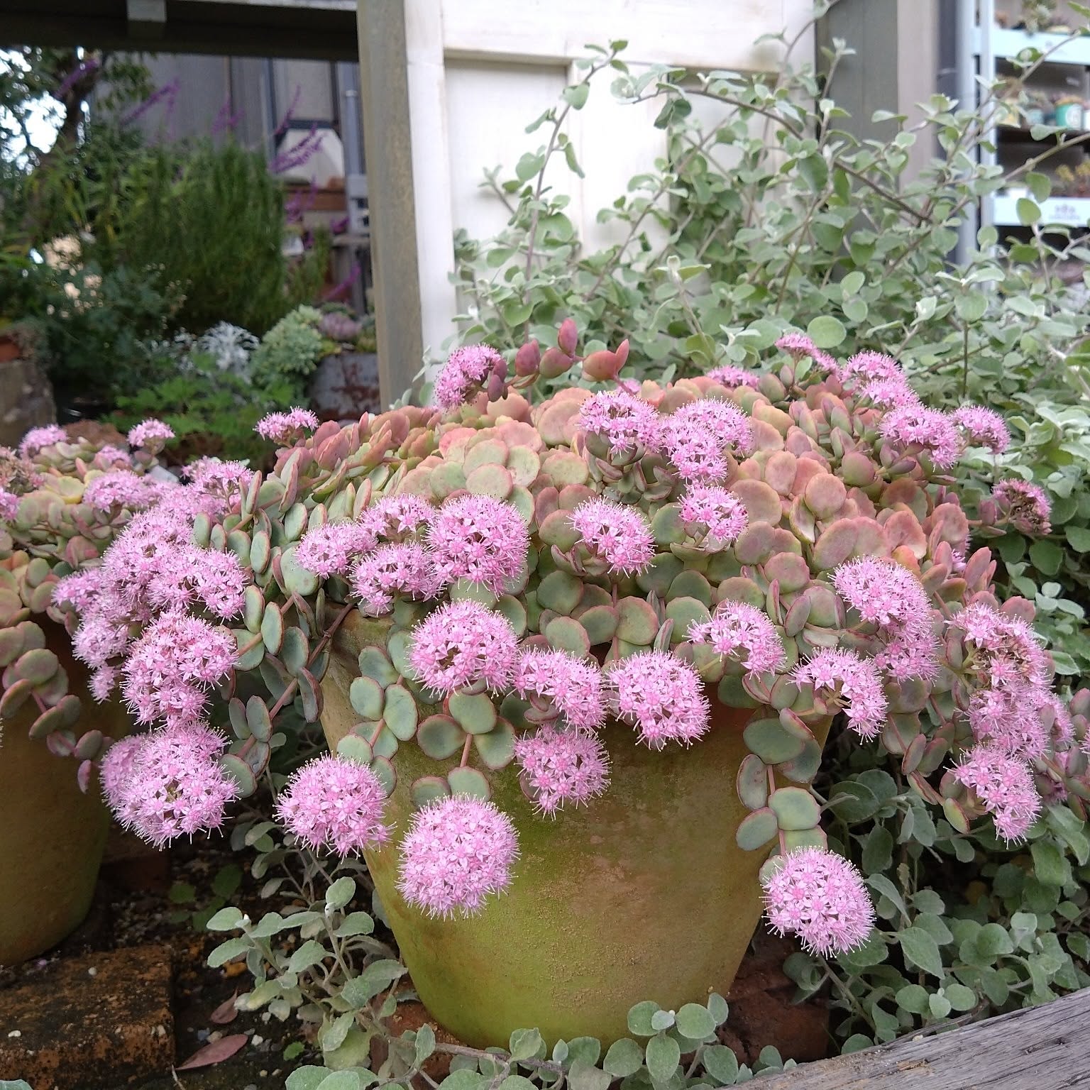 アイツプランツ？多肉植物 ピンクの小花が咲きます アイツプランツ