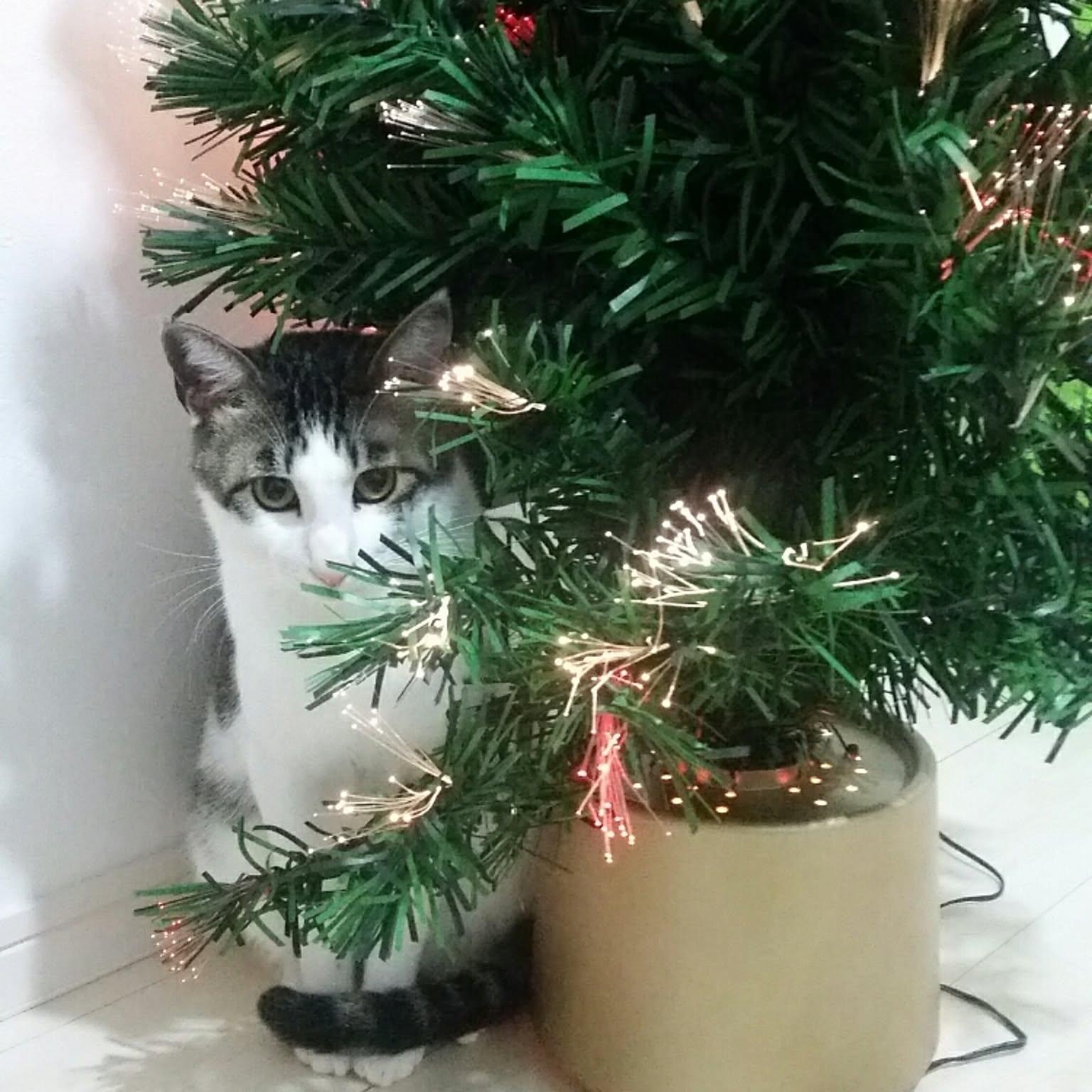 トイザらス ファイバーツリーのおすすめ商品とおしゃれな実例