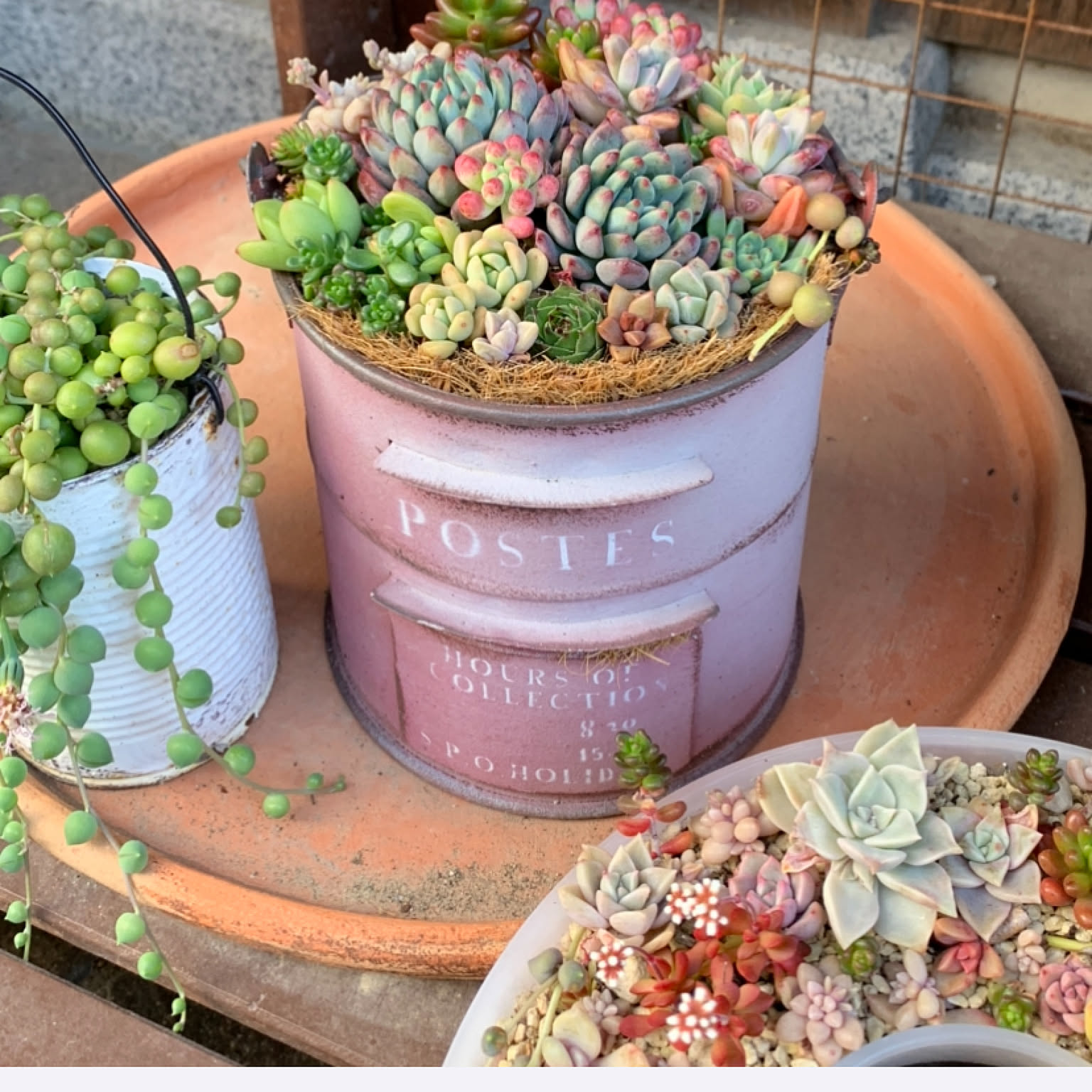 多肉植物3年目/ガーデニングが好き/多肉植物寄せ植え