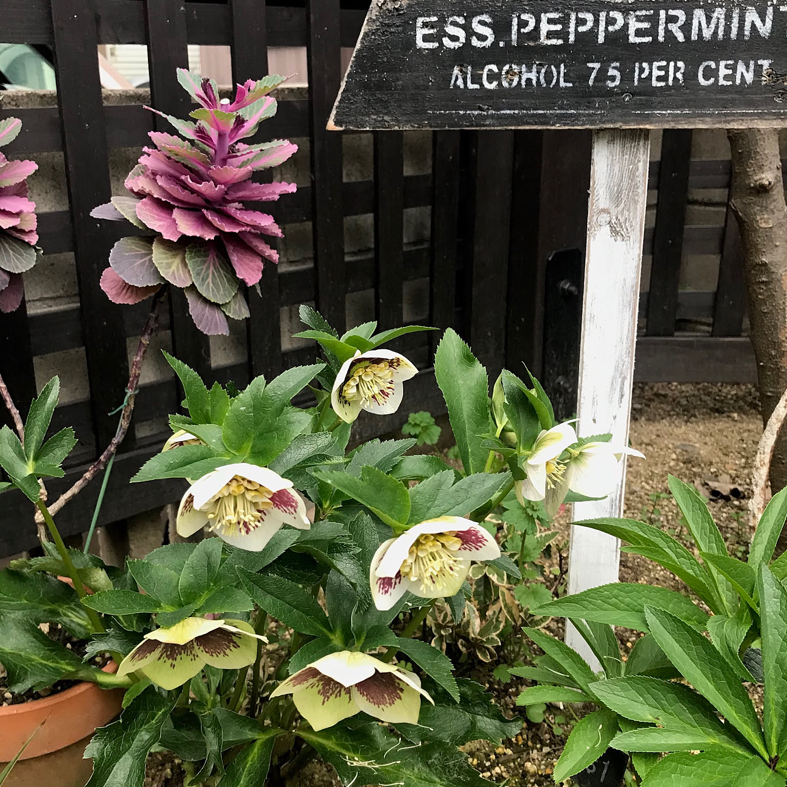 Kaorin　クリスマスローズ 葉牡丹 千両 クロッカス 6c20515d037116a3259a139cdff846