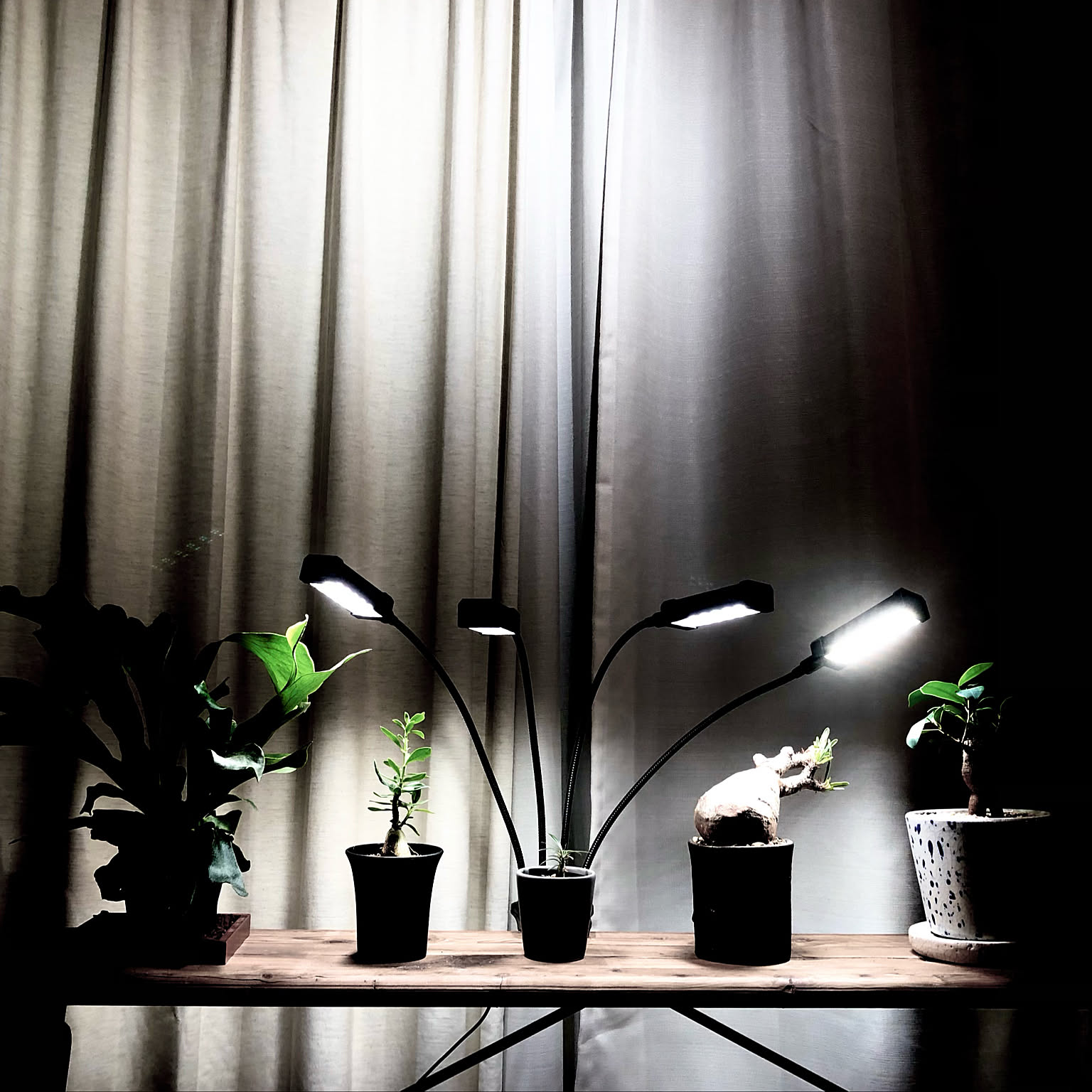 パキポディウム 植物育成LEDライトのおすすめ商品とおしゃれな パキポディウム 植物育成LEDライトのおすすめ商品とおしゃれな