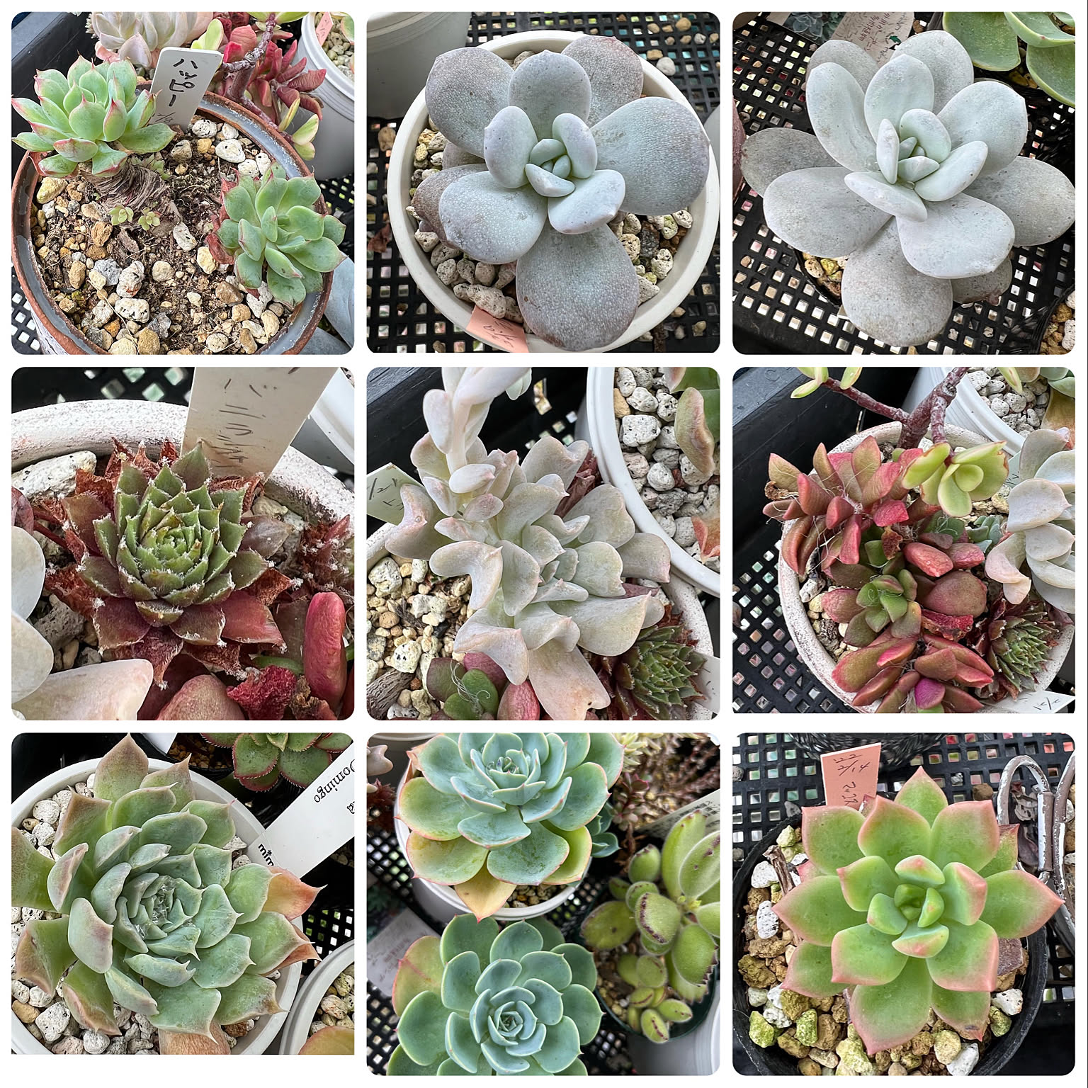 おまとめ中！39SALE！多肉植物^o^   盛り盛り！トップシーダビー おまとめ中！39SALE！多肉植物^o^ 盛り盛り！トップシーダビー