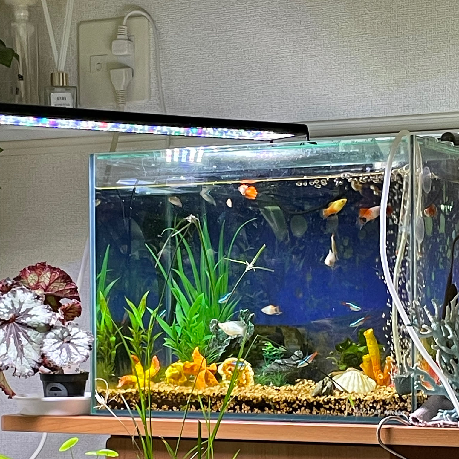 バルーンモーリーのインテリア実例 ｜ RoomClip（ルームクリップ）