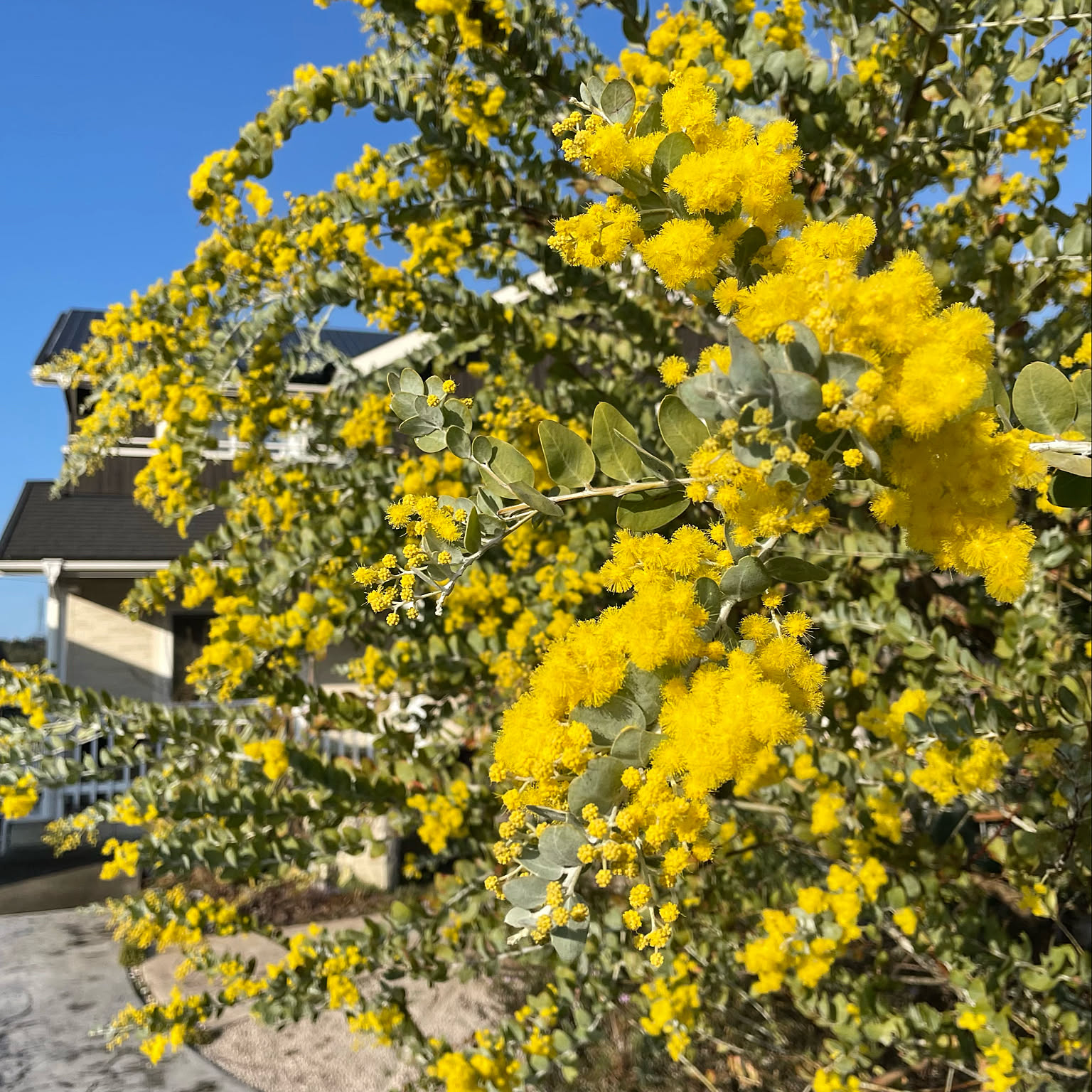 魔女の棲む森 ～uraraca 花便り～ パールアカシア ミモザ リース ドライフラワー リース ミモザ パールアカシアとユーカリ