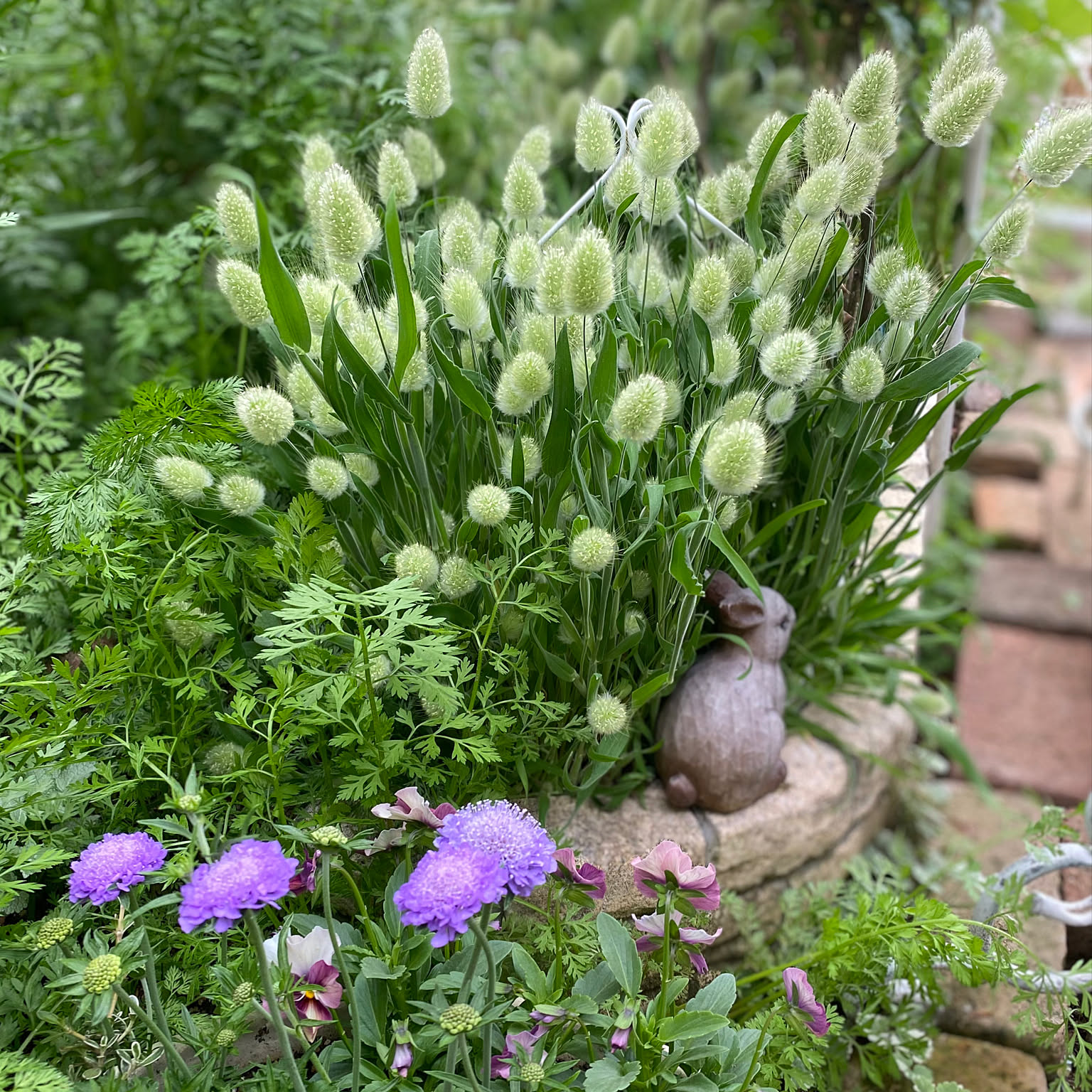 ドライフラワーラグラスバニーテールくすみカラーミックス100本 ドライフラワーラグラスバニーテールくすみカラーミックス100本 【公式