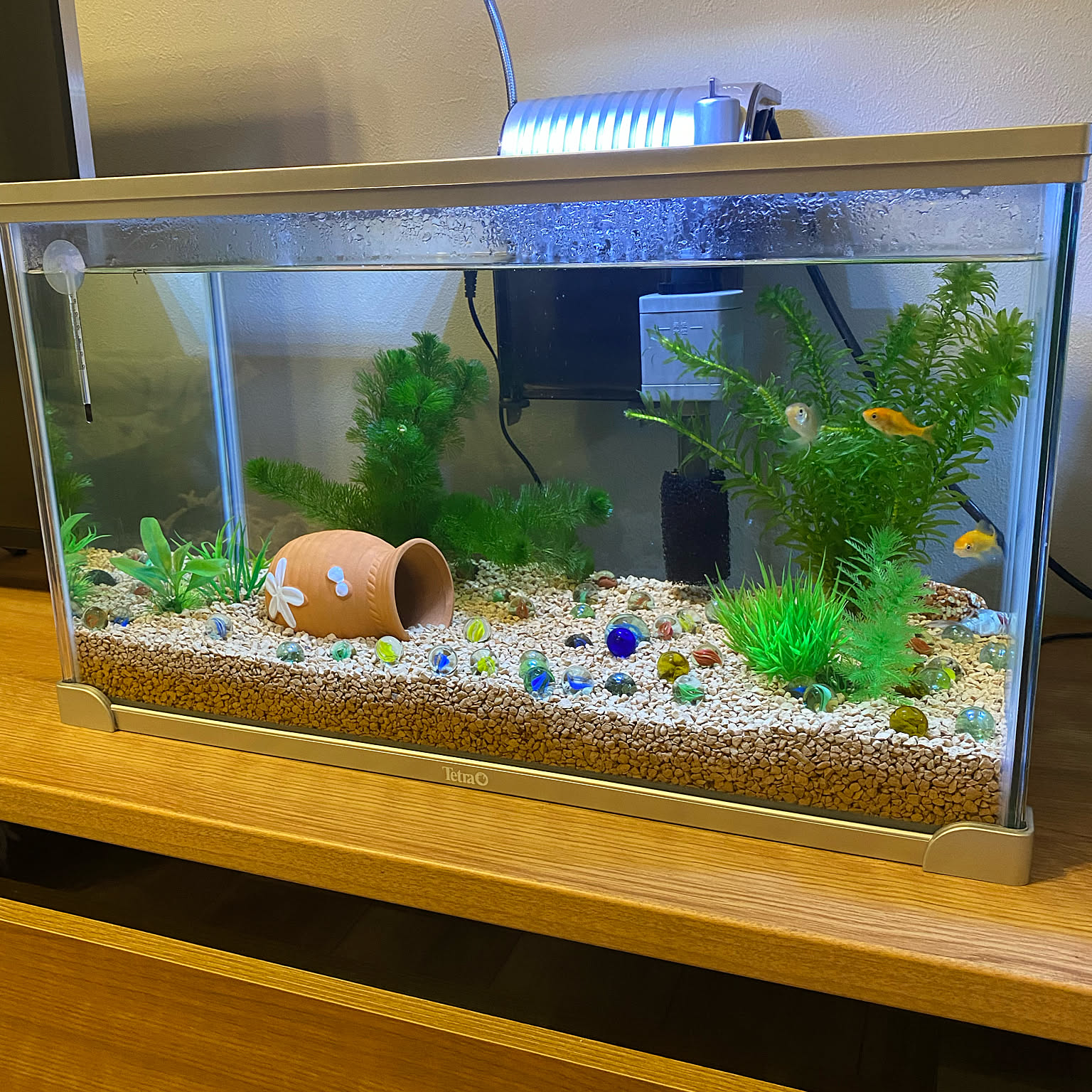 癒しの水景/ハイフィンミッキーマウスプラティ/熱帯魚/癒しの水槽