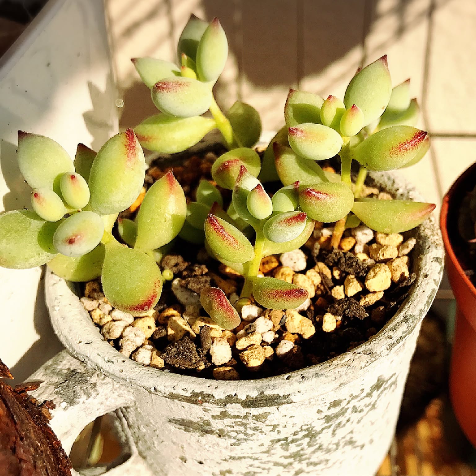 ペンデンスのインテリア実例 ｜ RoomClip（ルームクリップ）