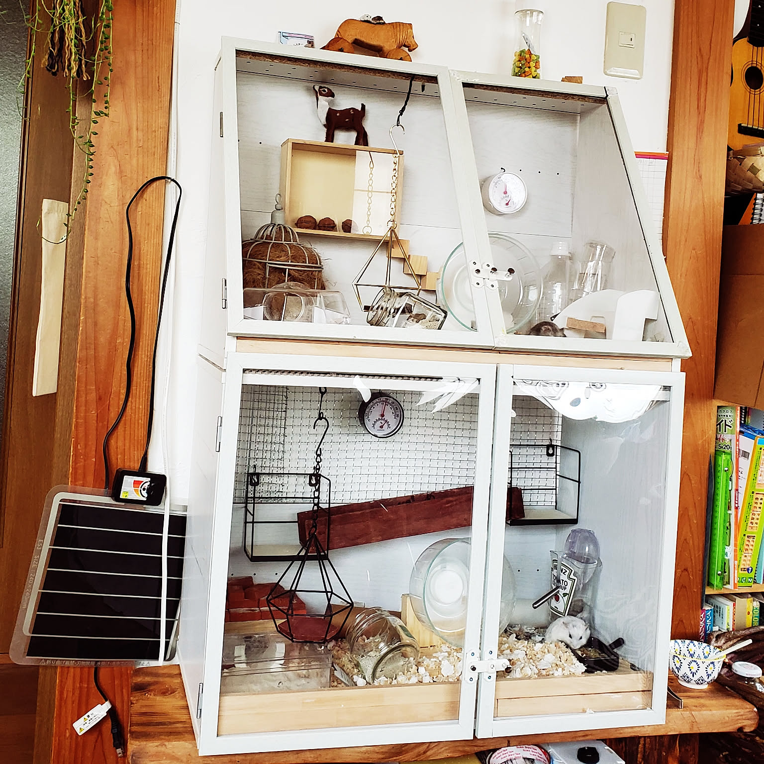 リビング/コレ、DIYしたよ！/ナチュラル/ジャンガリアンハムスター