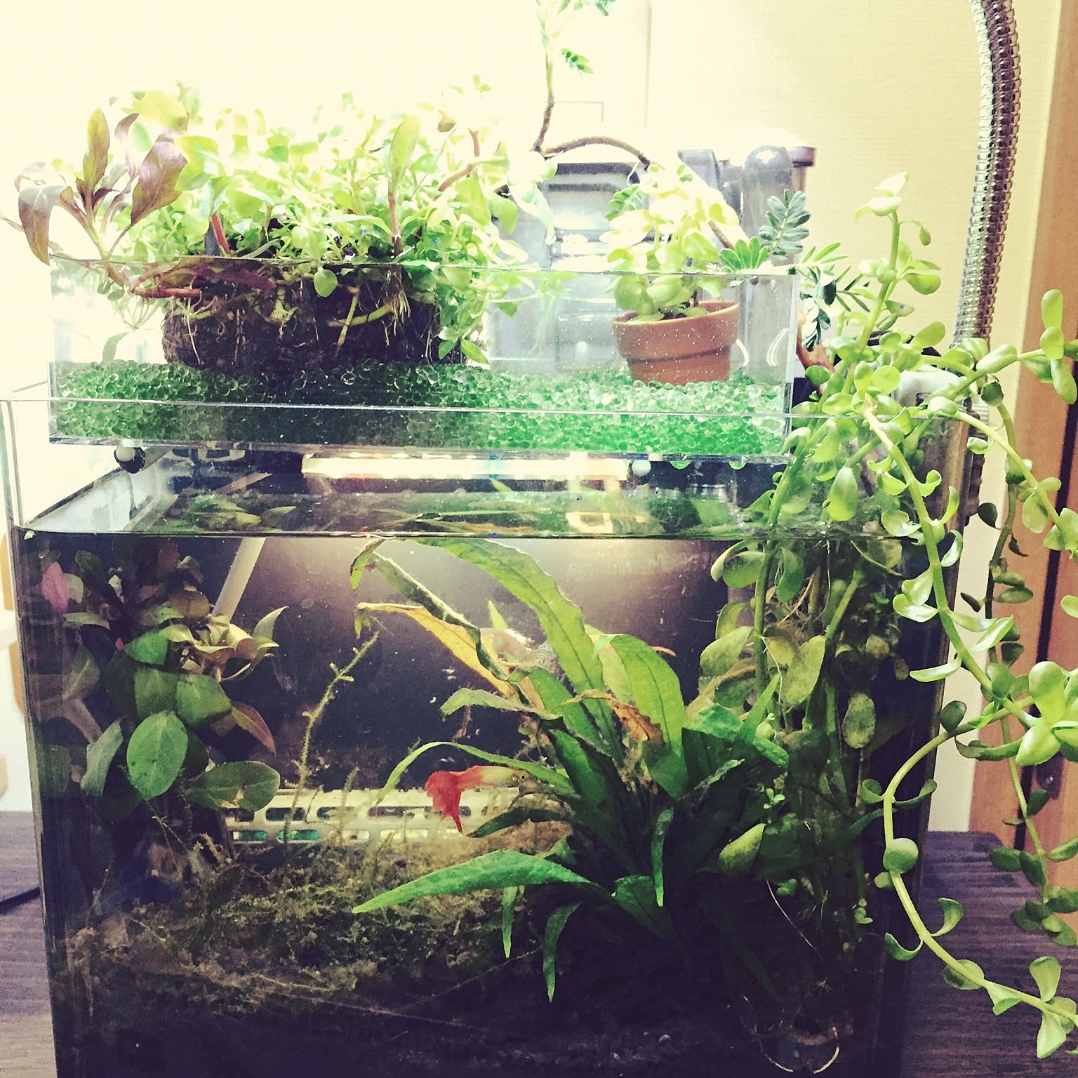 植物 グッピーのおしゃれなアレンジ・飾り方のインテリア実例 植物 グッピーのおしゃれなアレンジ・飾り方のインテリア実例
