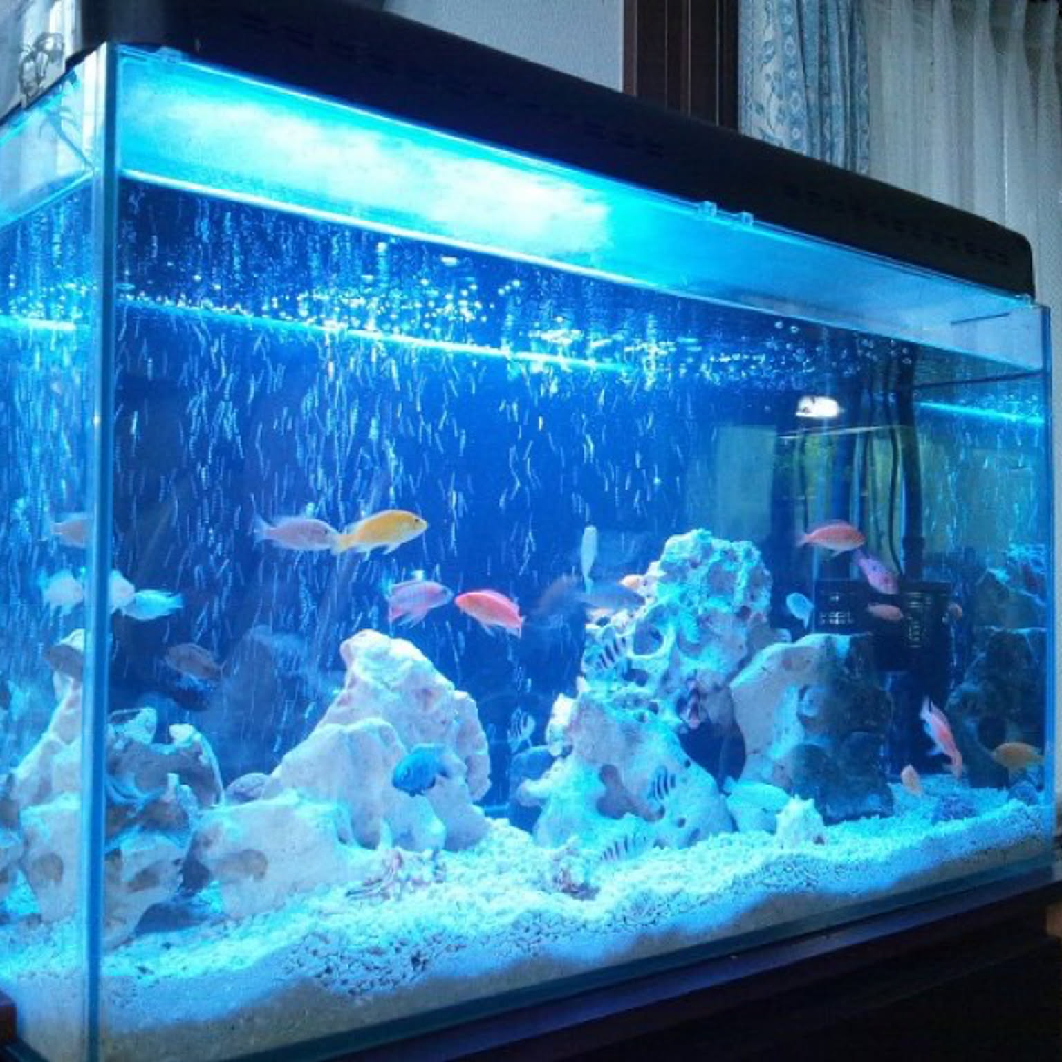 ミツル大型水槽 お譲り先決定‼️ 大型水槽 1200水槽