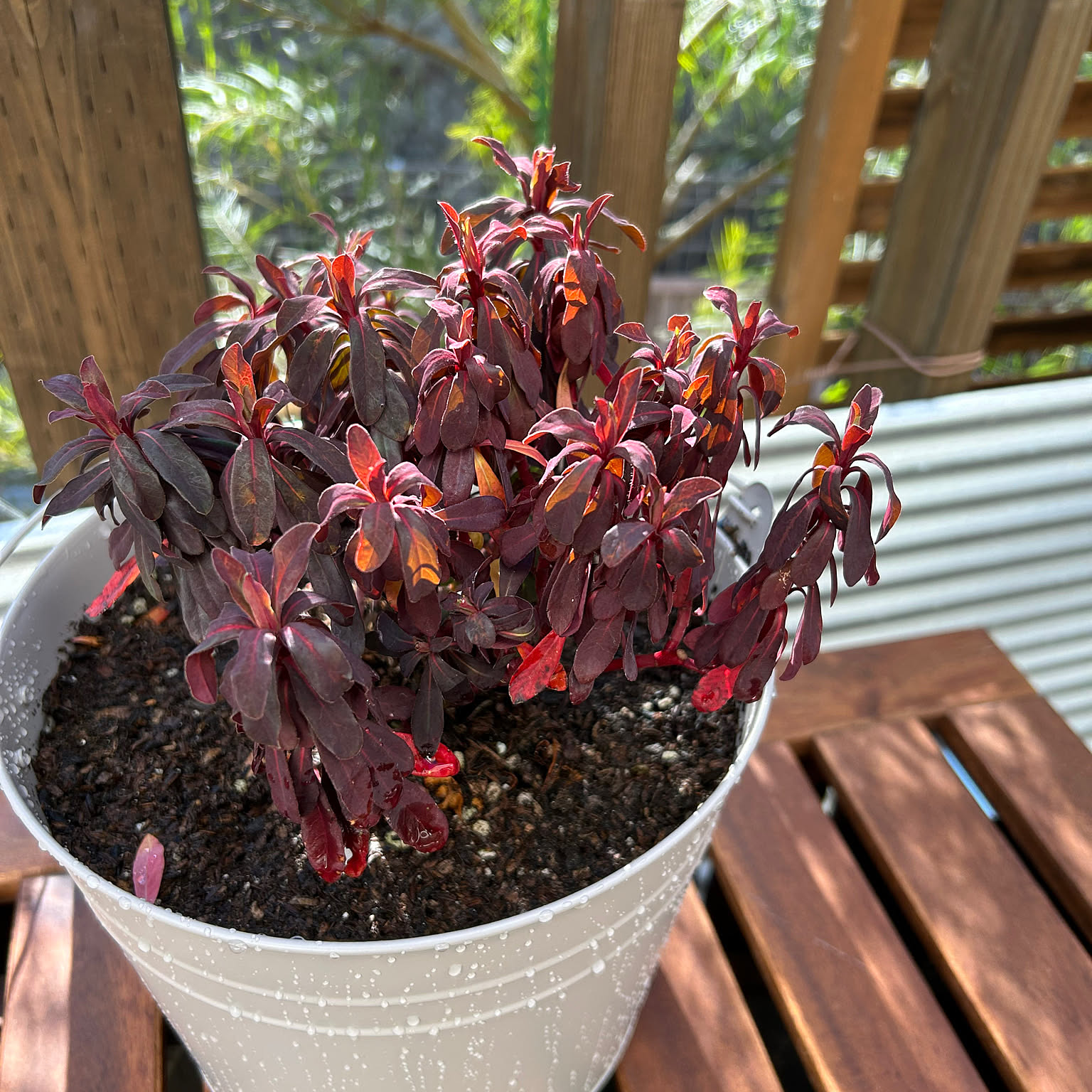 紅葉 鉢植えのおすすめ商品とおしゃれな実例 ｜ RoomClip