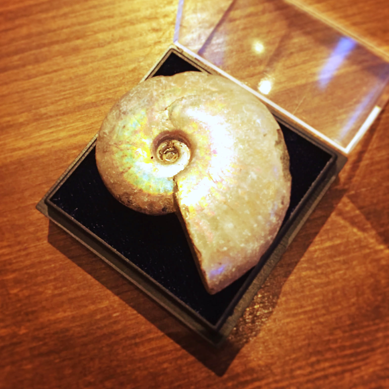 アンモナイトのインテリア実例 ｜ RoomClip（ルームクリップ）