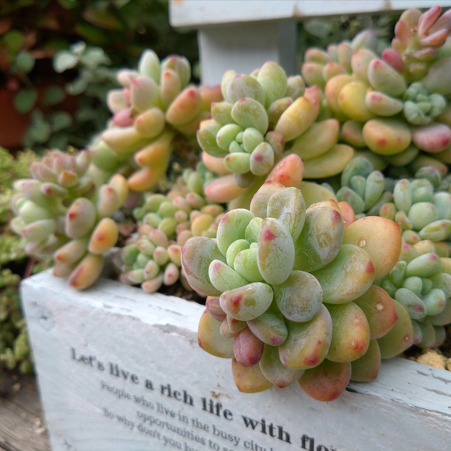 秋/多肉植物の寄せ植え/いいね！ありがとうございます♪/いつも見て
