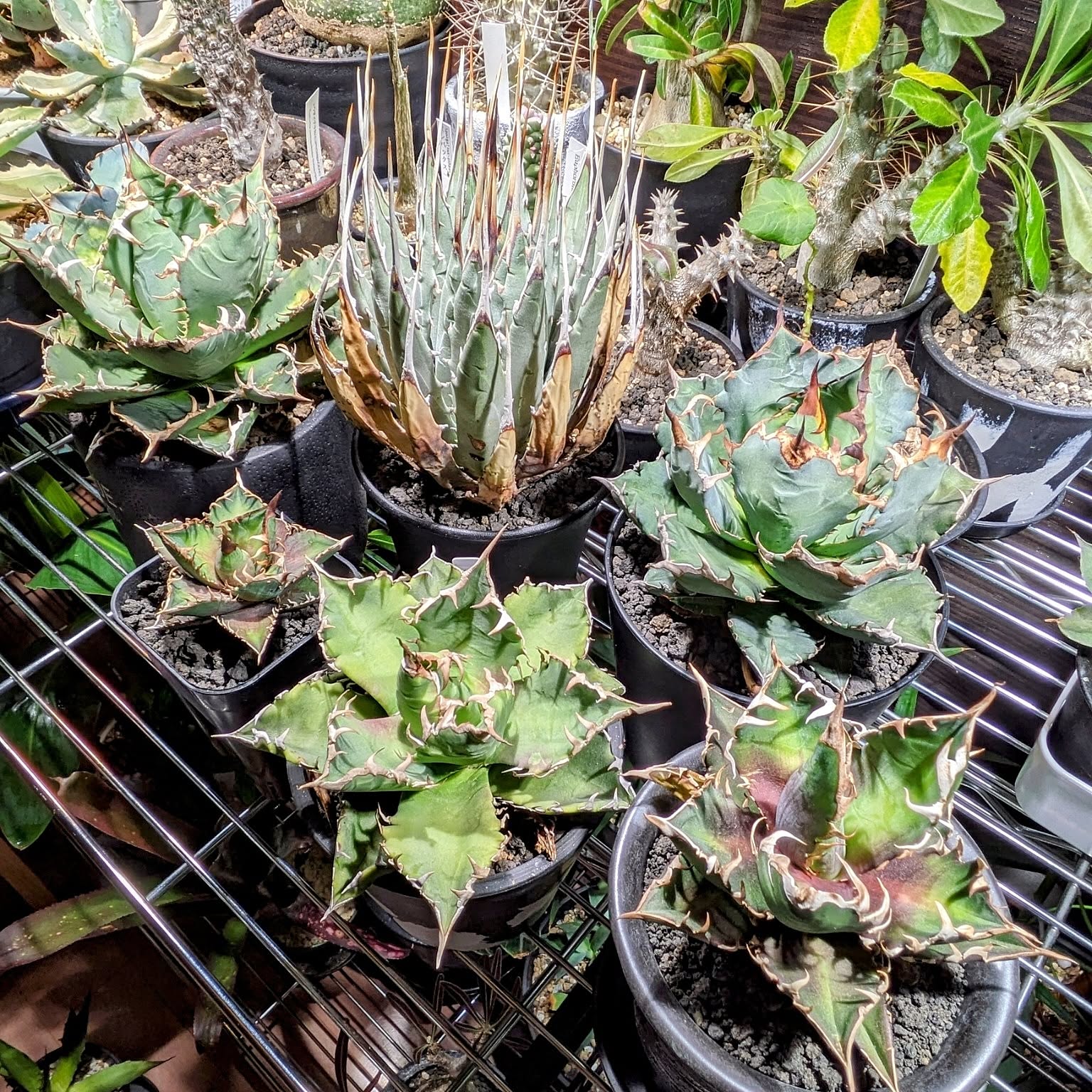 9b55d33f82d0b8ef635a2a87344dbc