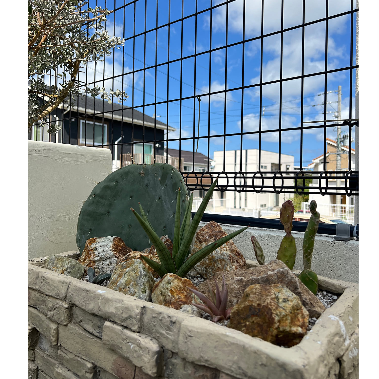 ロックガーデン ウチワサボテンのインテリア実例 ｜ RoomClip（ルーム