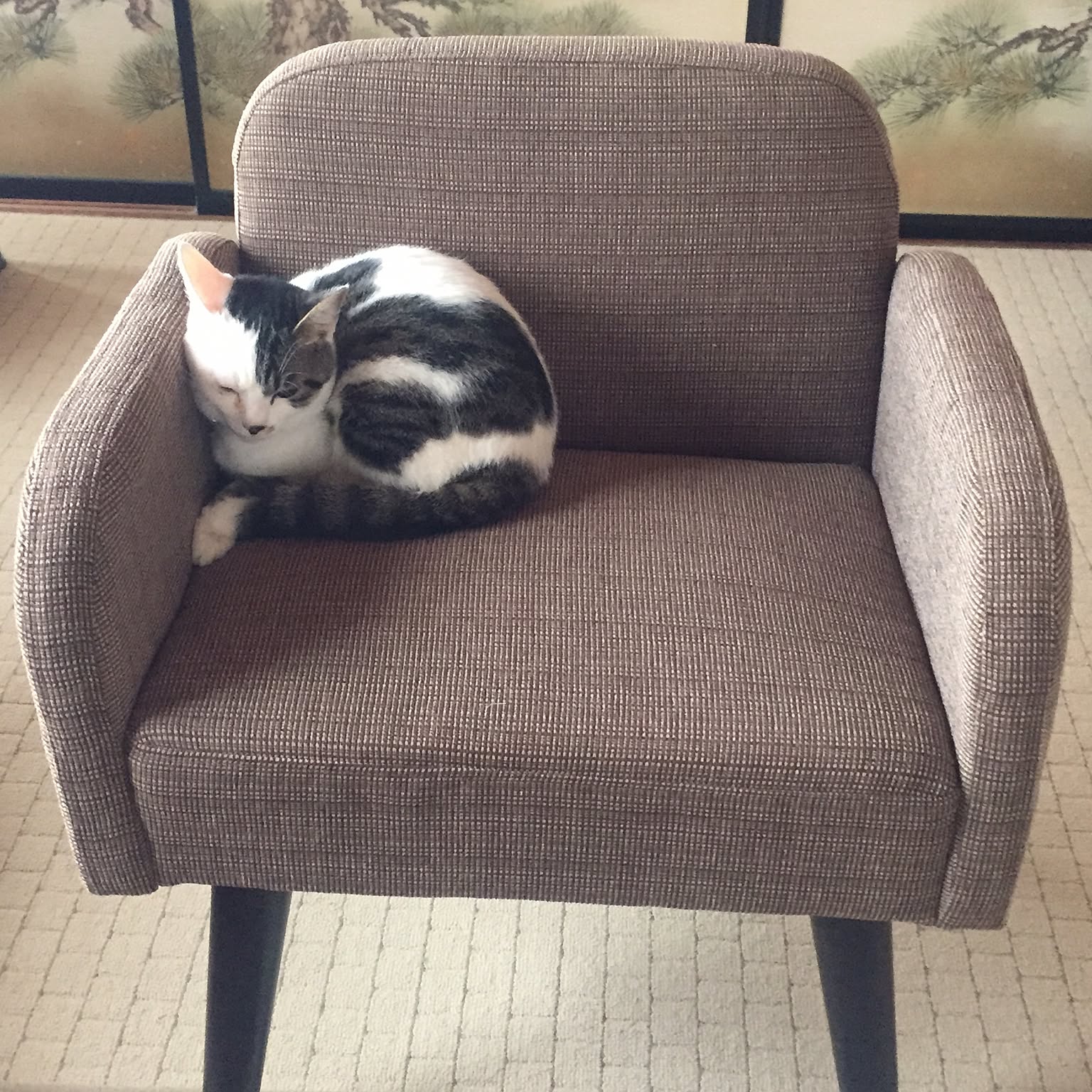猫用ソファーのおすすめ商品とおしゃれな実例 | RoomClip 猫用ソファーのおすすめ商品とおしゃれな実例 | RoomClip