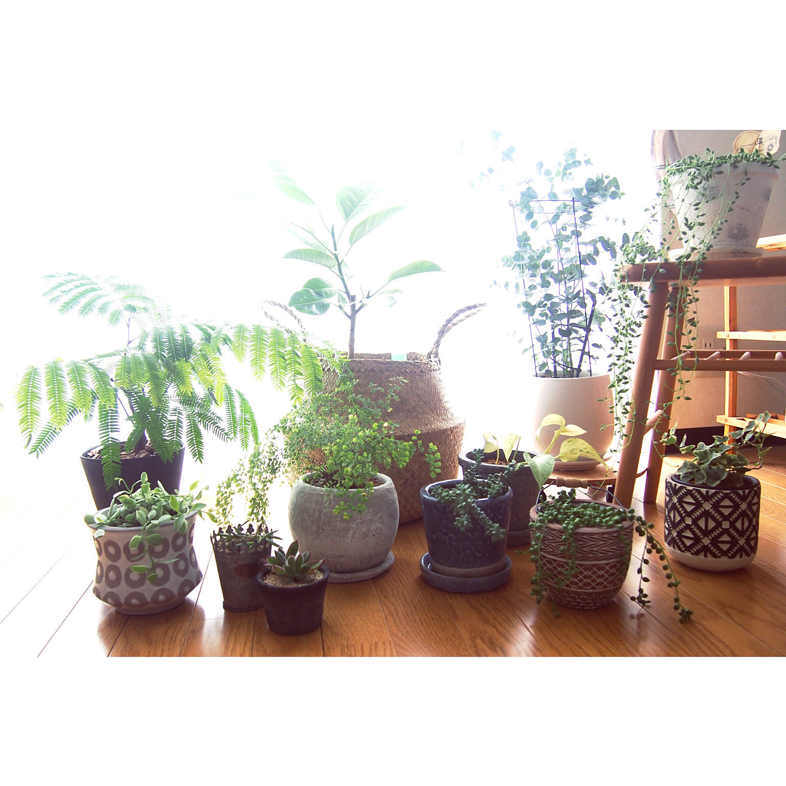 植物とインテリア大好き！レンク planttour] Plants, redecorate your room with planters