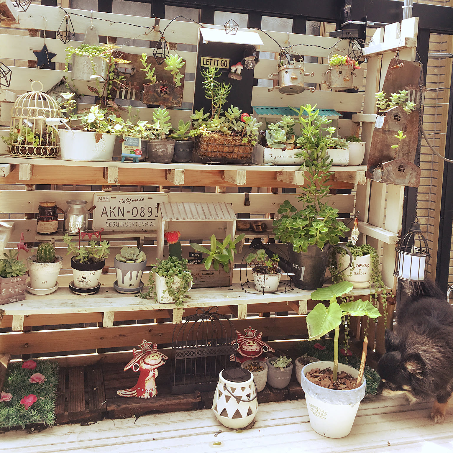 さらだ様　多肉植物棚　GAI-NY70C さらだ様 多肉植物棚 GAI-NY70C さらだ様 多肉植物棚 GAI-NY70C （