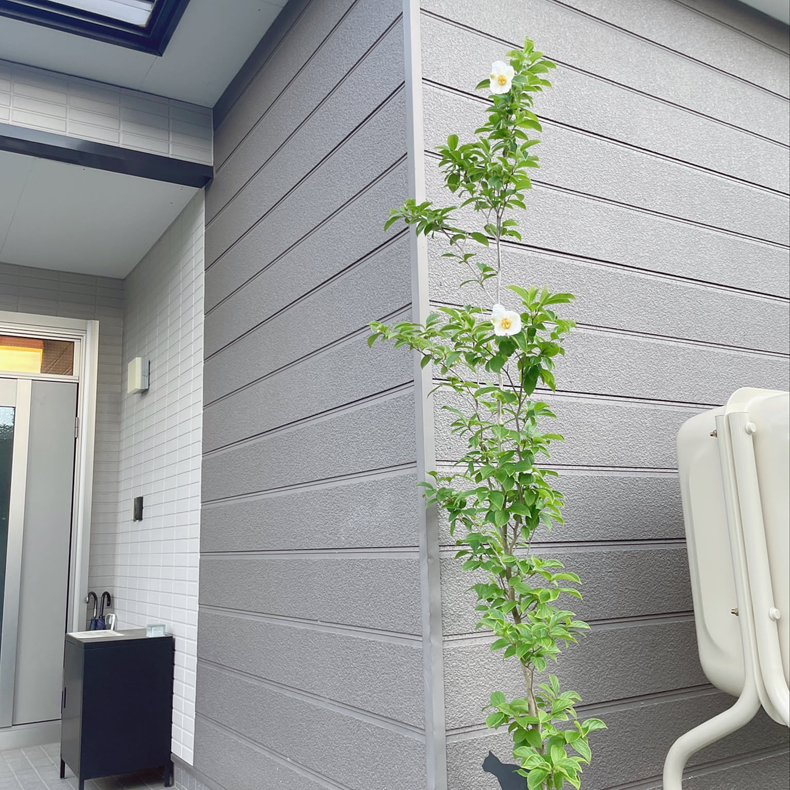 シンボルツリー シャラの木のおすすめ商品とおしゃれな実例