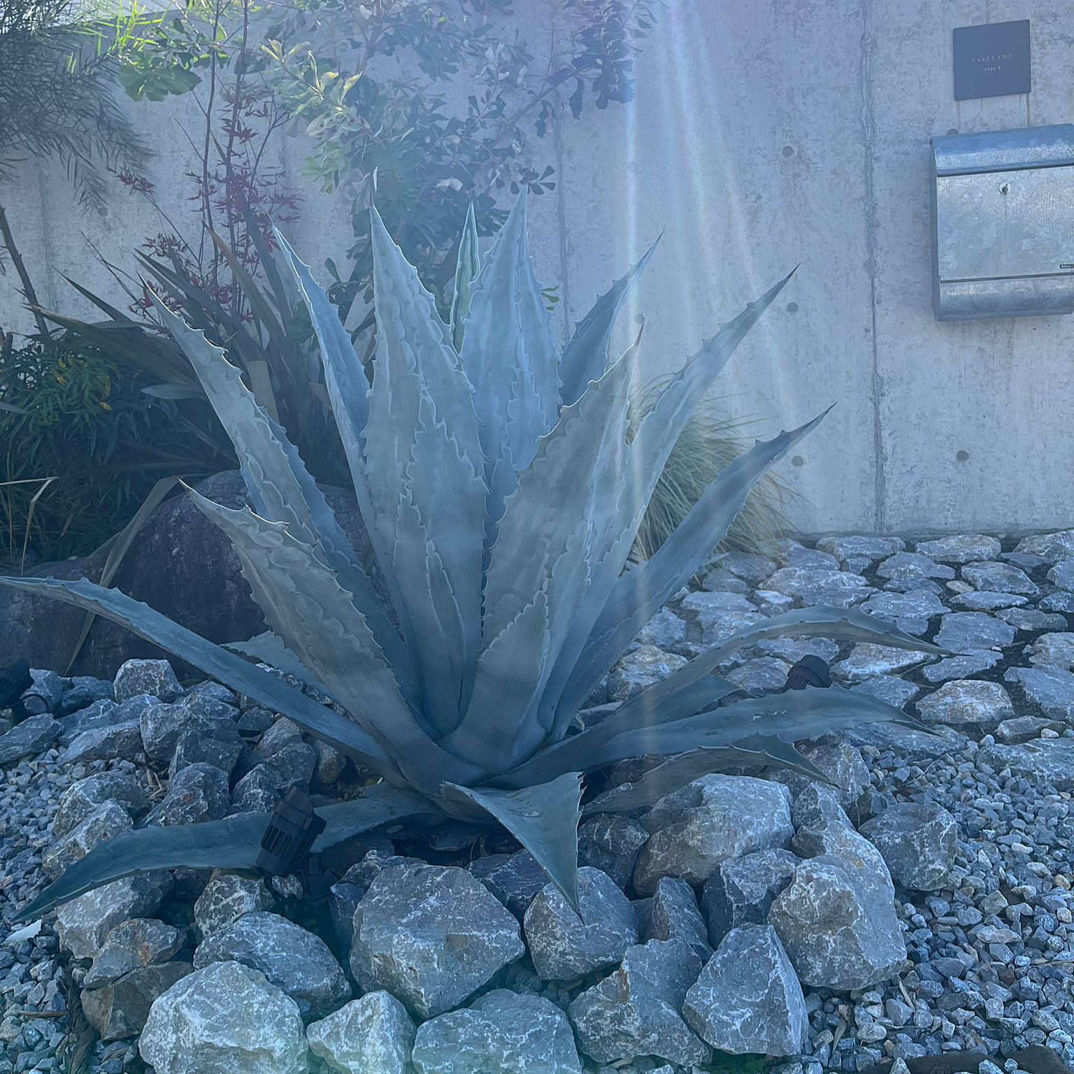 アガベ ホリダ 大型 ロックガーデン アガベ ホリダ 大型 ロックガーデン