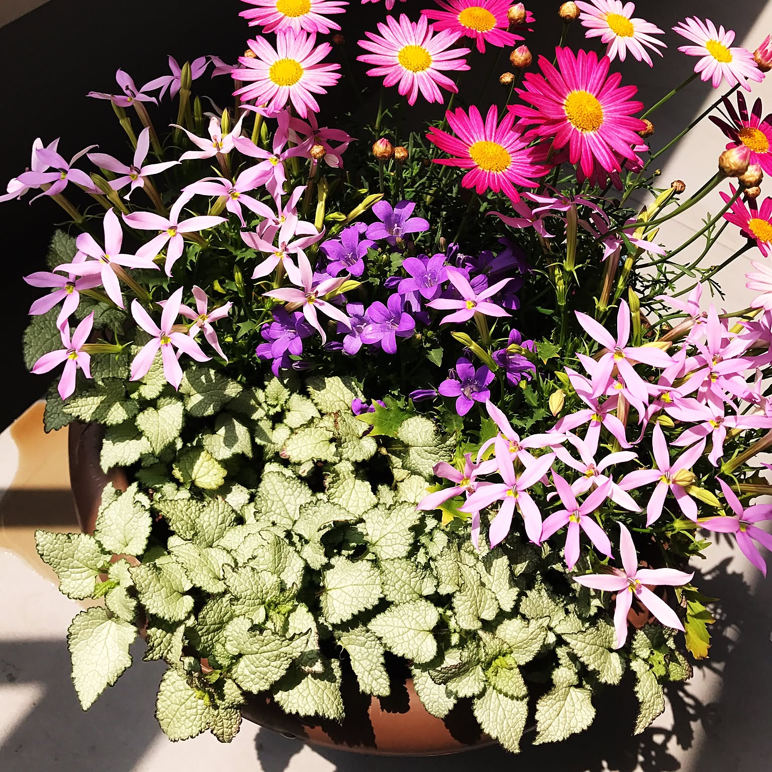 寄せ植え ベルフラワーのおすすめ商品とおしゃれな実例