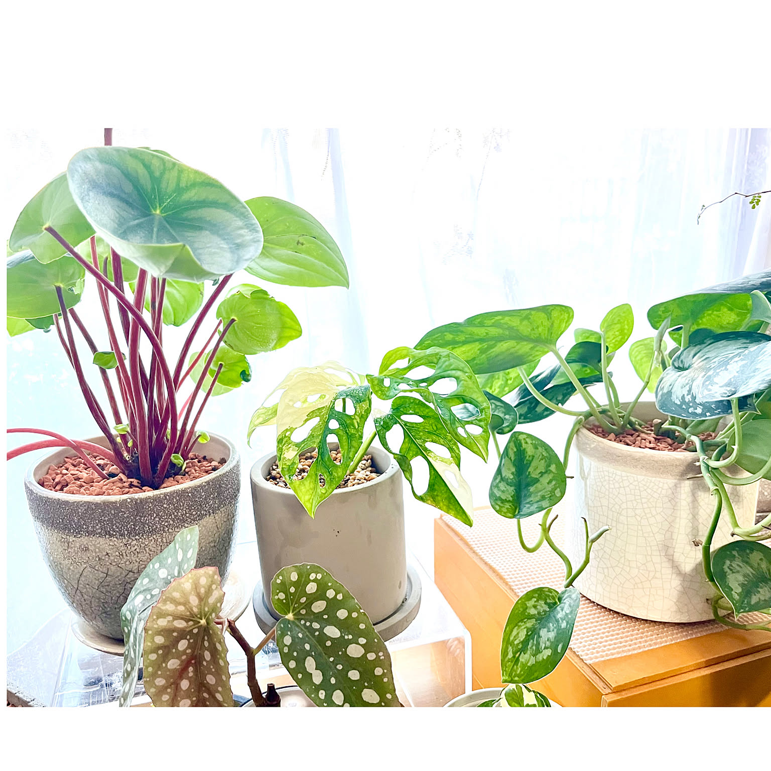 観葉植物 斑入りマドカズラのおすすめ商品とおしゃれな実例
