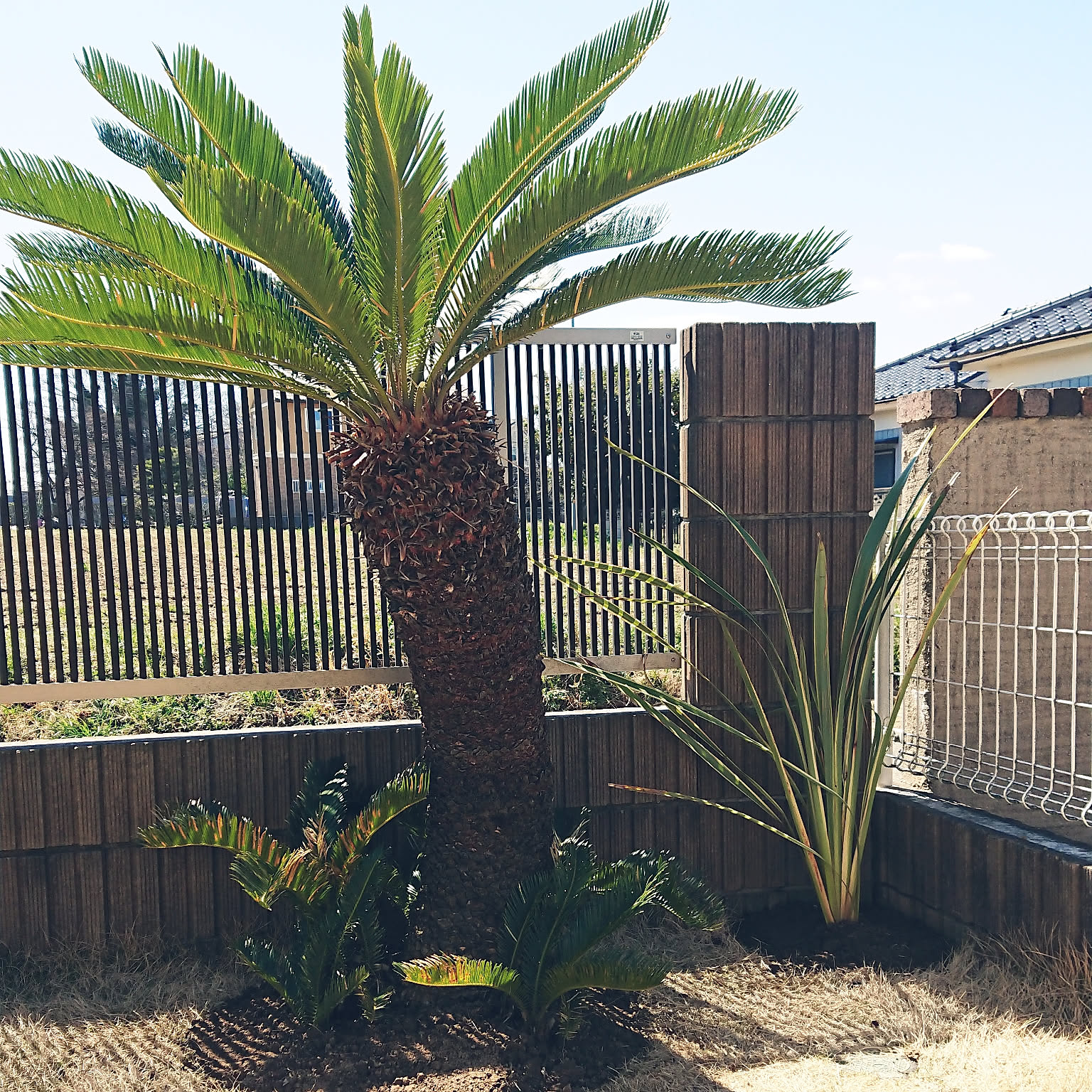 ⭐️【特大‼︎子株大量ソテツ】⭐️蘇轍 ソテツ 庭が一気に映える南国