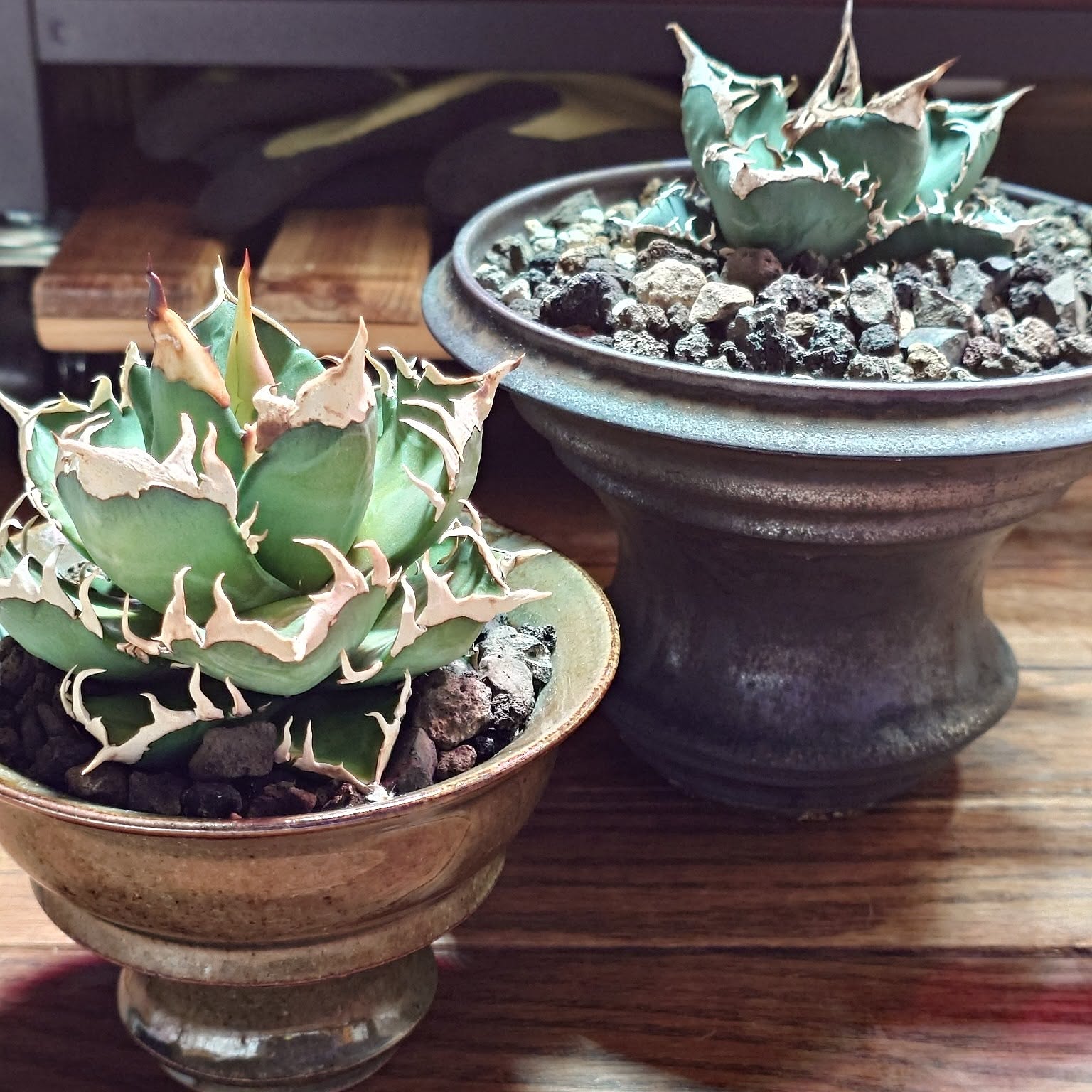 アガベ 植物棚DIYのインテリア・手作りの実例 ｜ RoomClip（ルーム