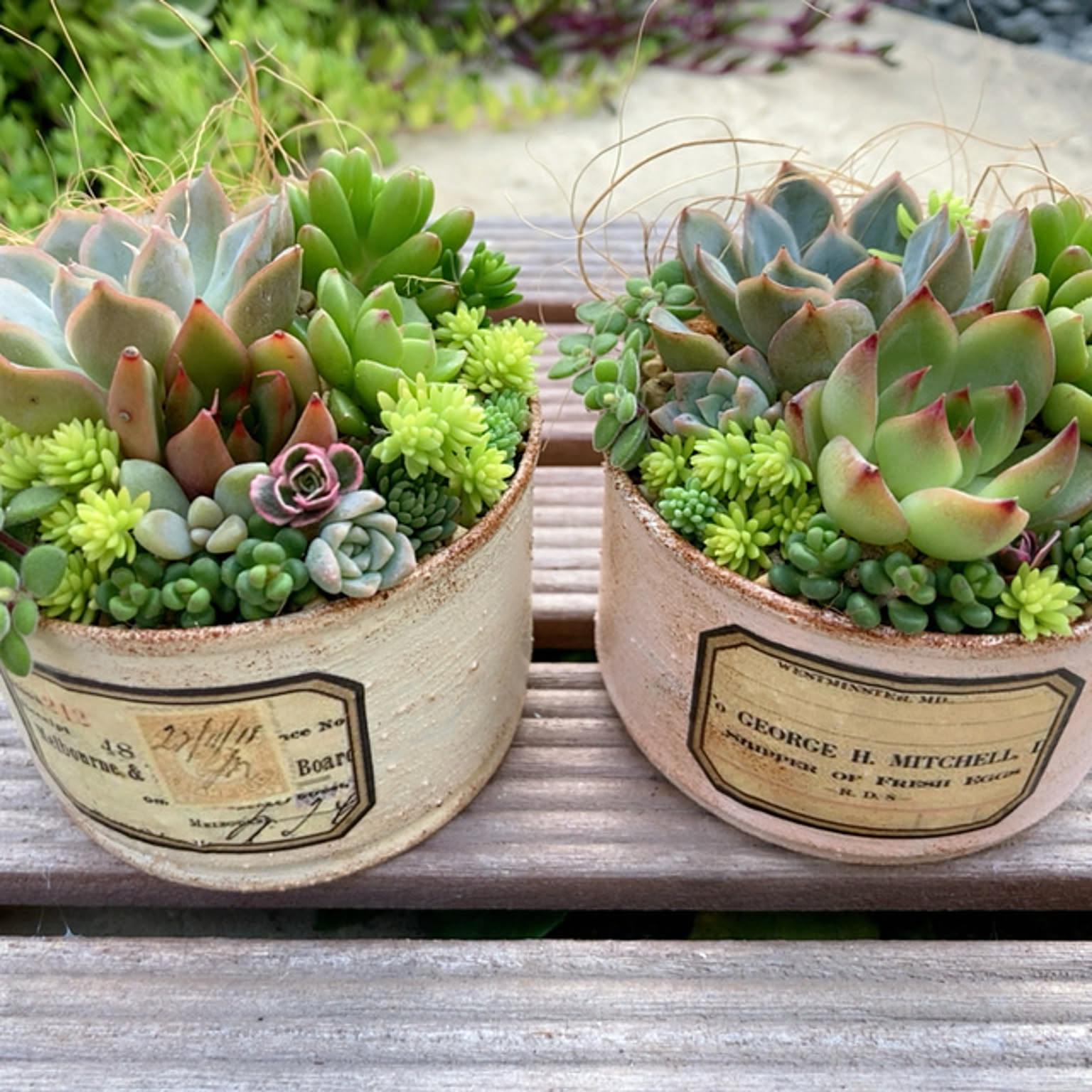 多肉植物⭐小さなカット苗たち⭐Ｄ⭐ ⑦ミニ苗大量セット✨多肉植物 エケベリア カット苗 寄せ植えに