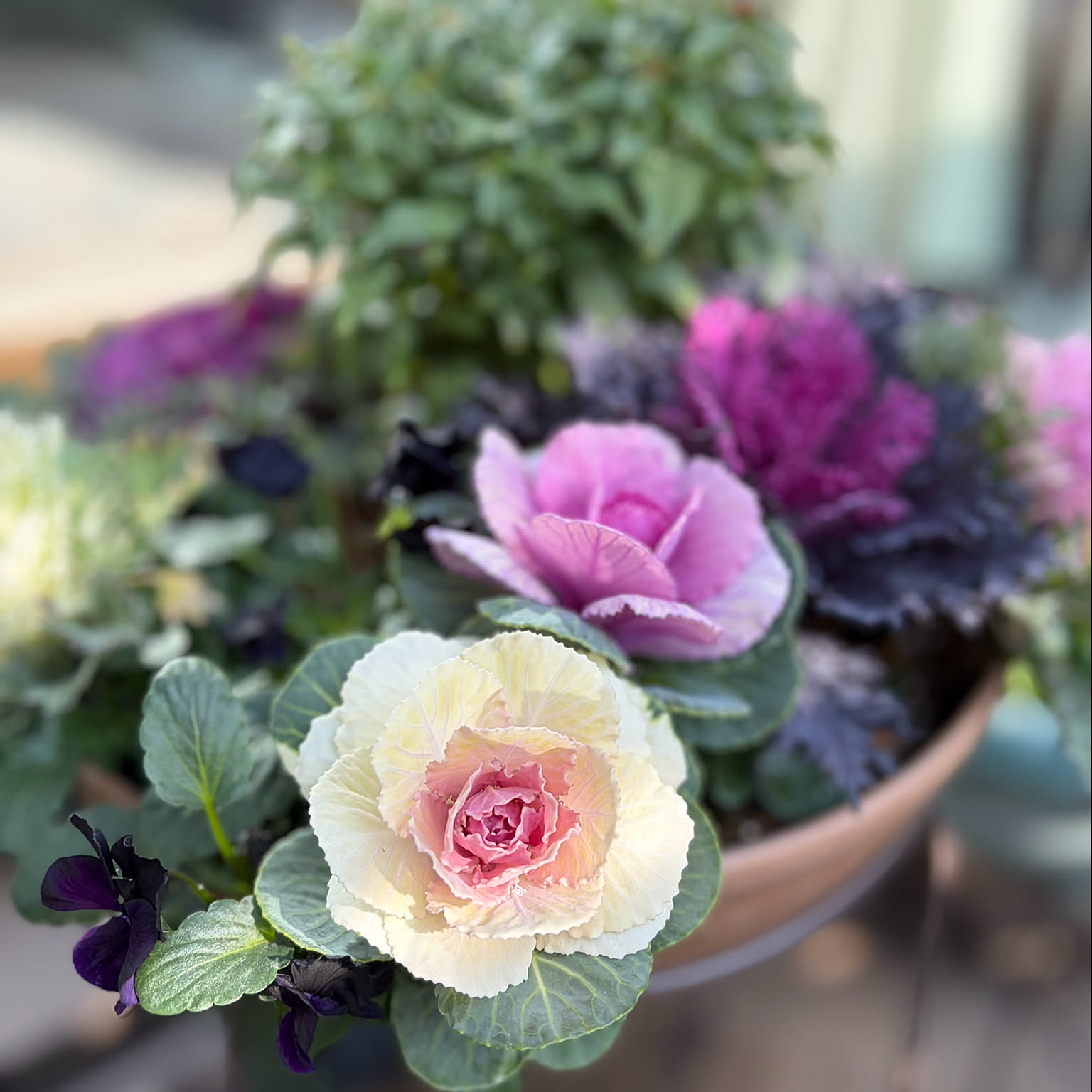 クリスマスローズ 葉牡丹寄せ植えのインテリア実例 ｜ RoomClip