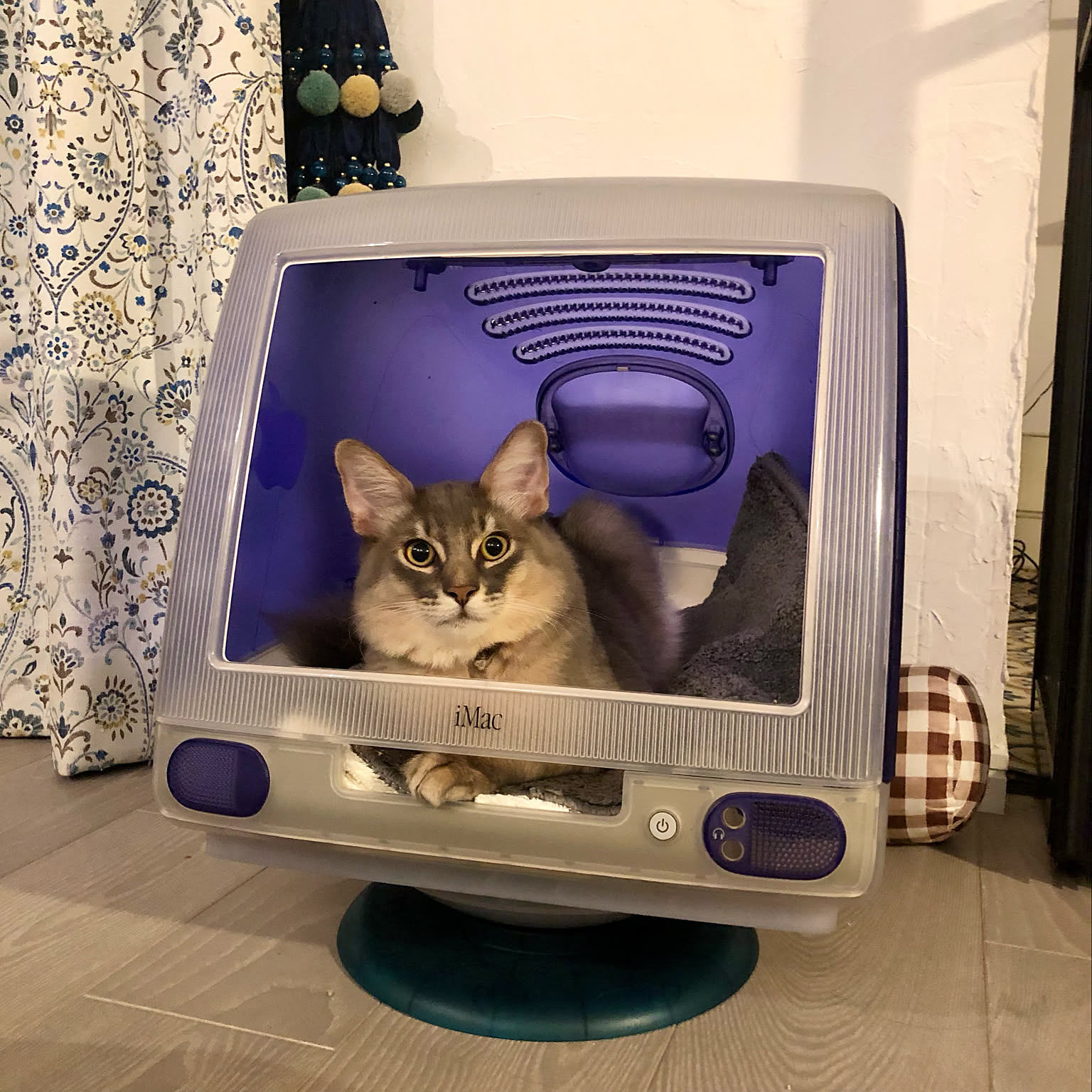 iMac猫ベッドのおすすめ商品とおしゃれな実例 ｜ RoomClip（ルーム