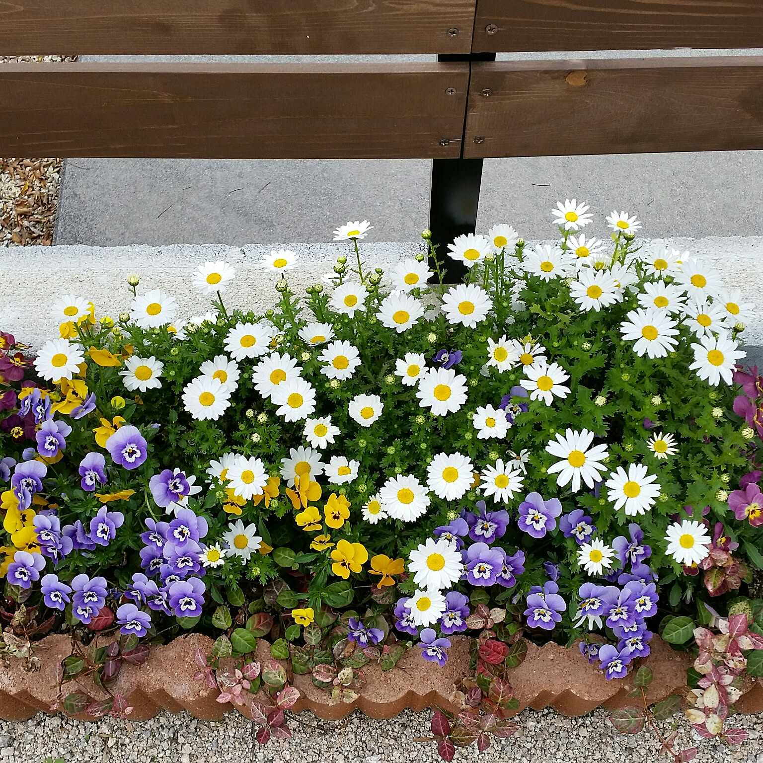 ノースポール✼ ノースポール 苗（花の苗）｜苗 | 花、ガーデニング のおすすめ人気