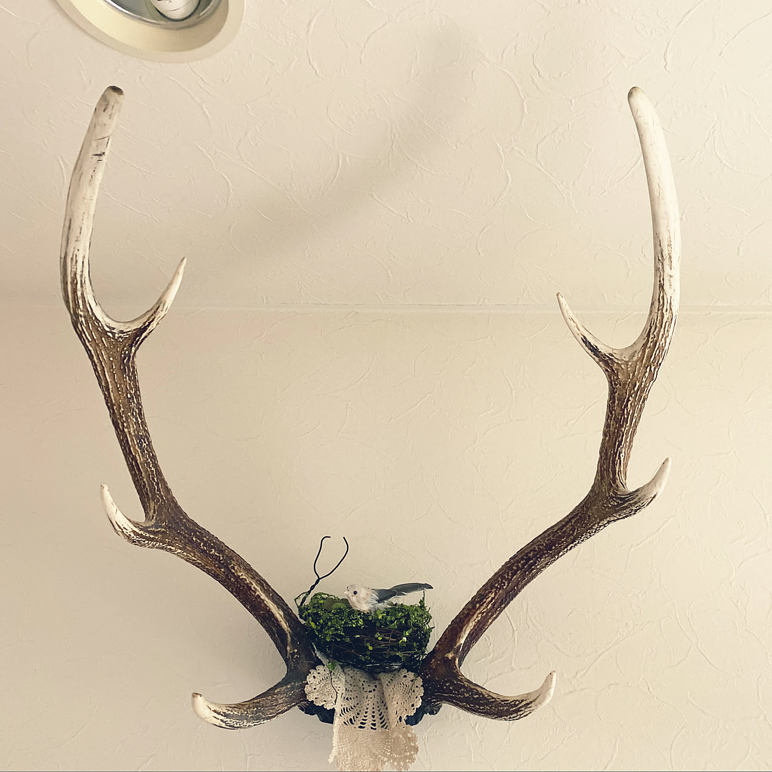 鹿角のインテリア実例 ｜ RoomClip（ルームクリップ）