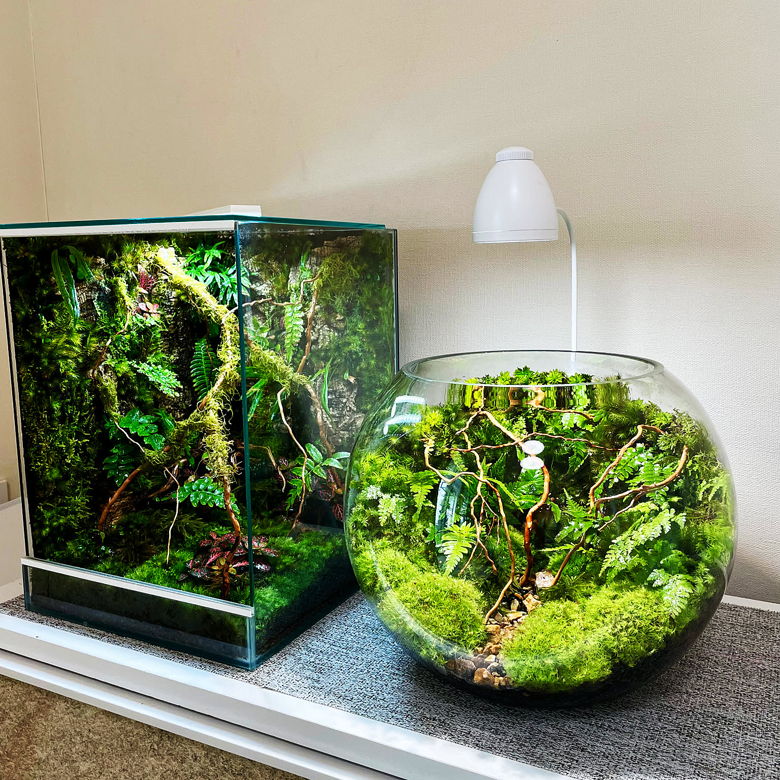 ビバリウムのインテリア実例 ｜ RoomClip（ルームクリップ）